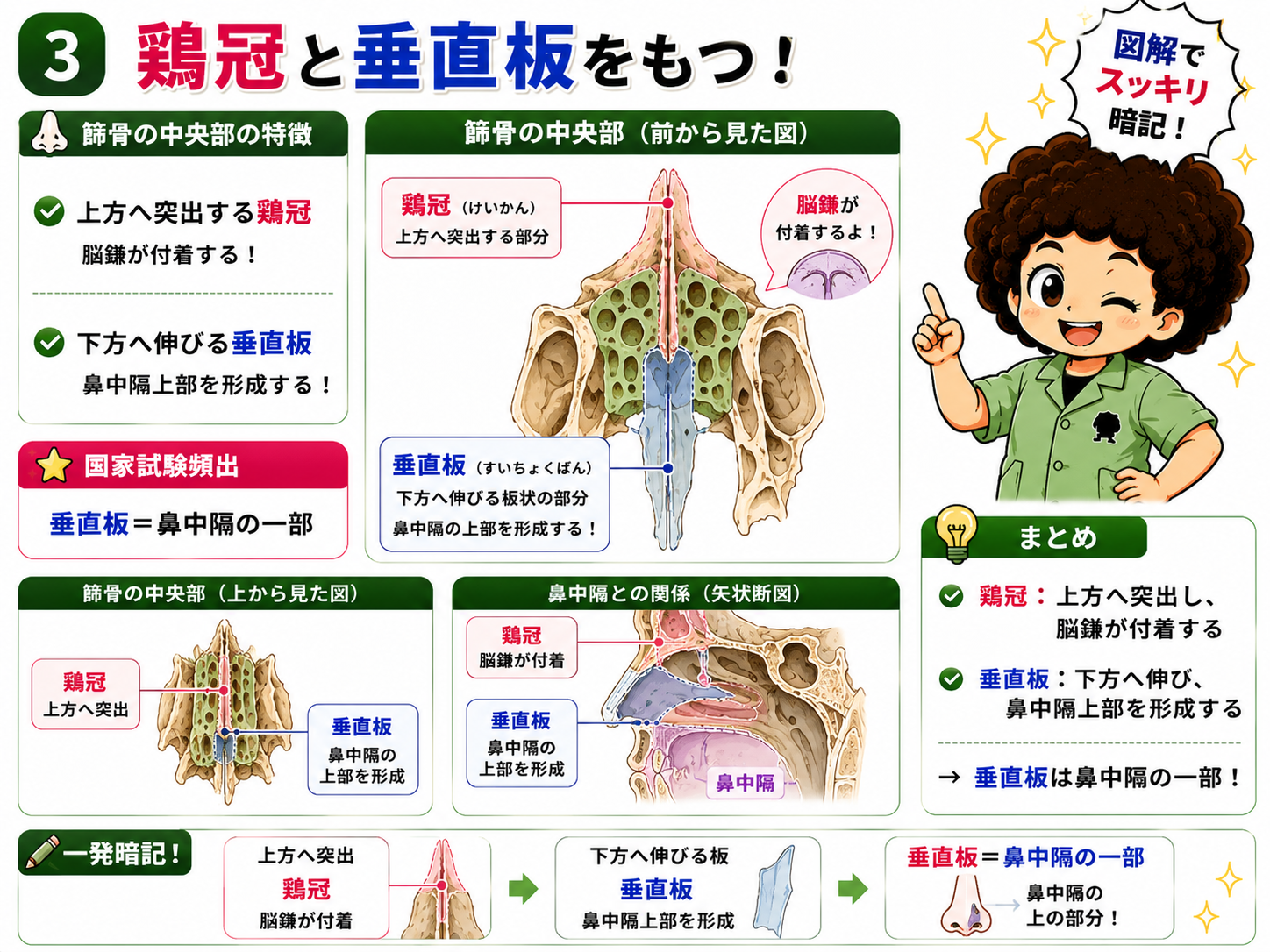 鶏冠は脳鎌が付着し、垂直板は鼻中隔上部を形成する