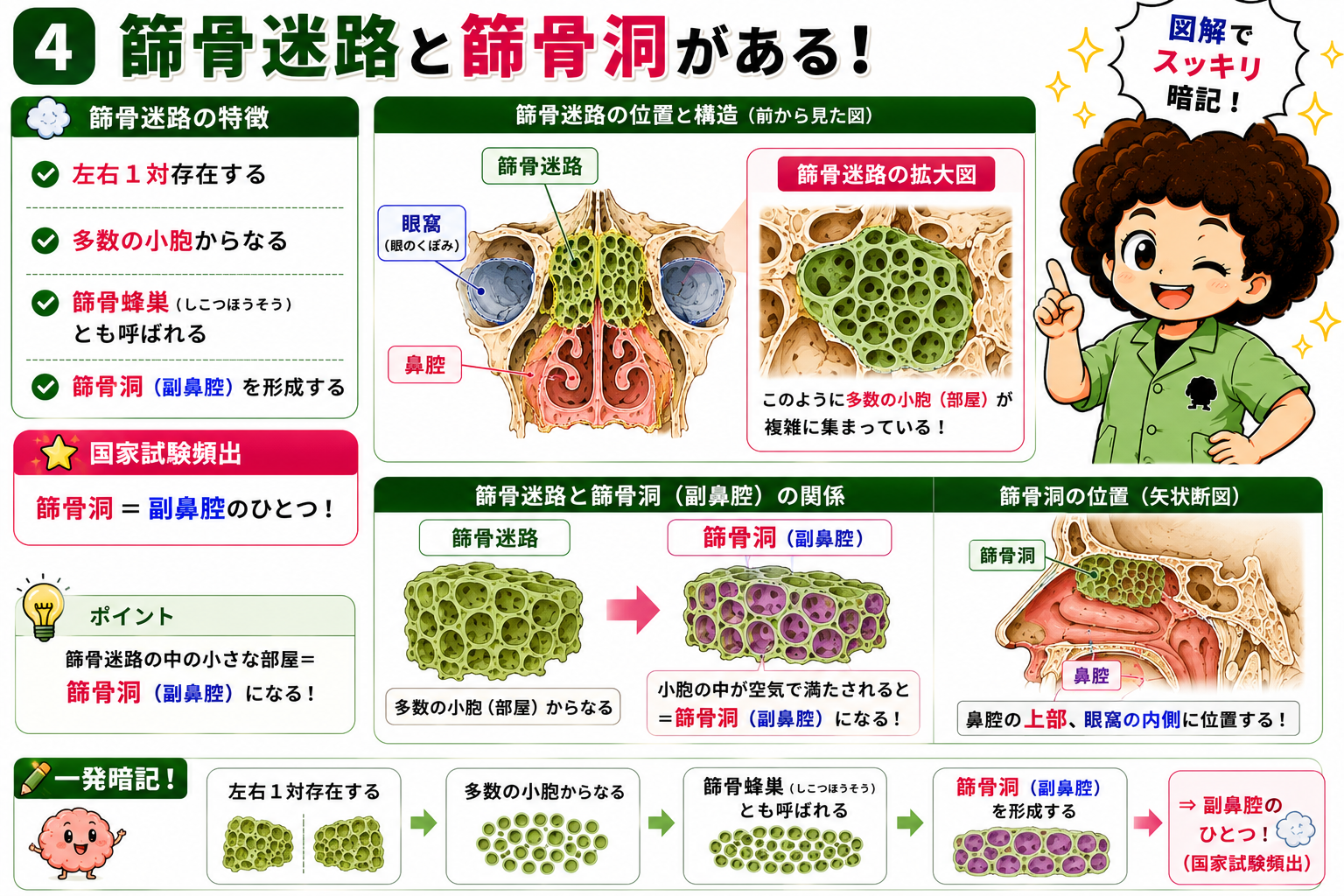 篩骨迷路（篩骨蜂巣）の小胞が空気で満たされると篩骨洞（副鼻腔）となる