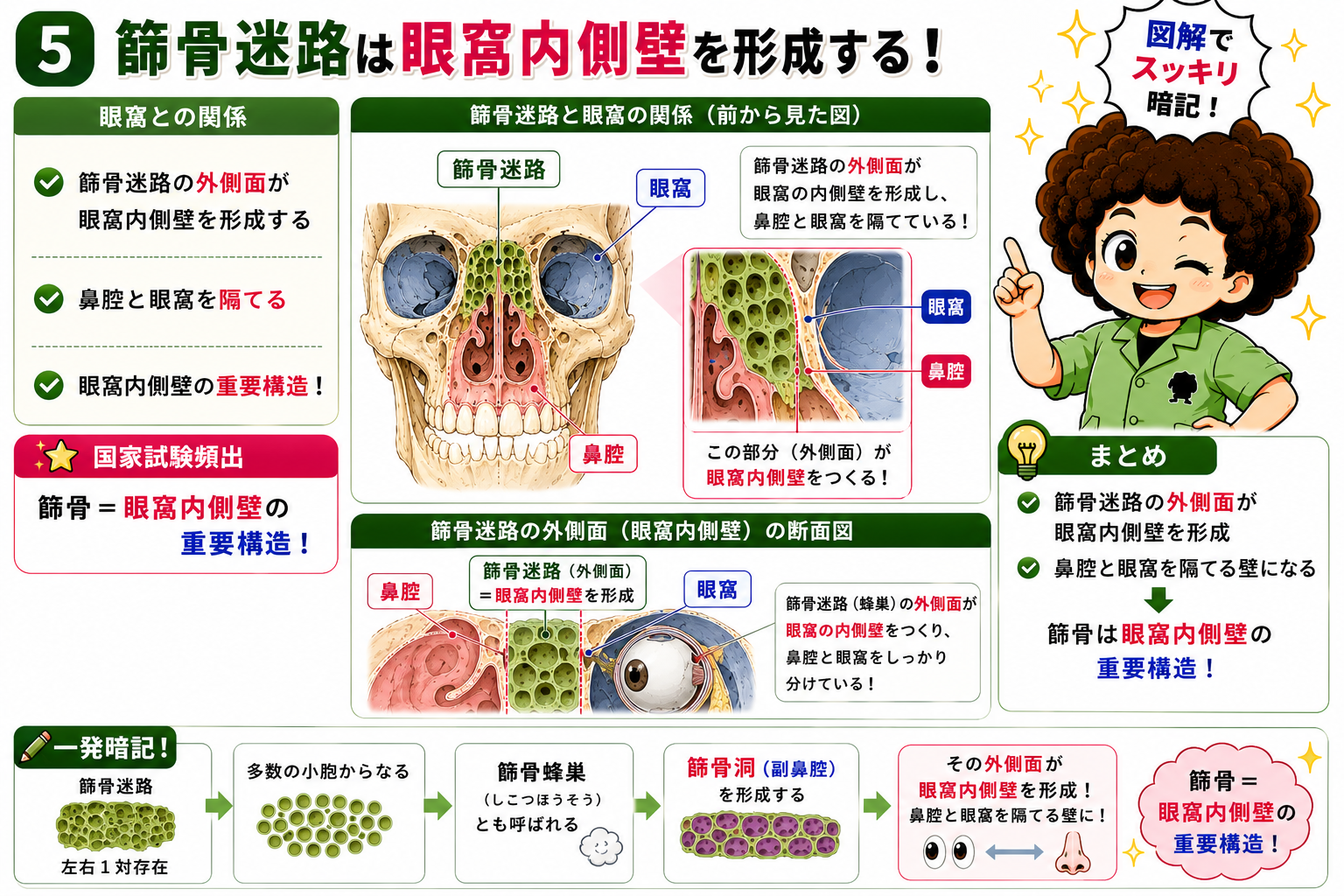 篩骨迷路の外側面が眼窩内側壁を形成し、鼻腔と眼窩を隔てる