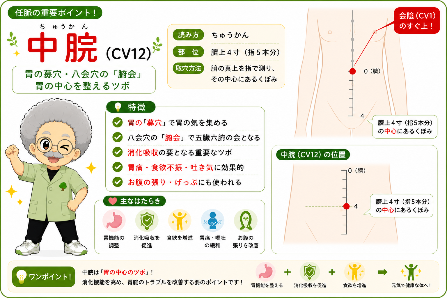 中脘（CV12）＝臍上4寸（指5本分）。胃の募穴・八会穴の腑会という最重要穴