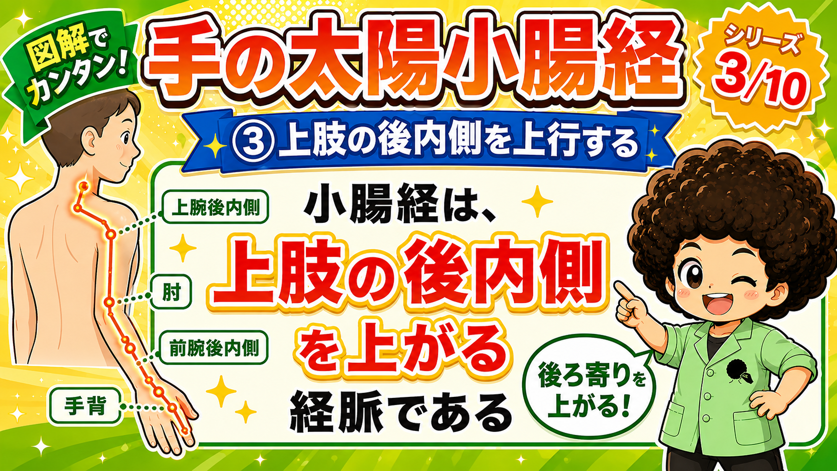 手背 → 前腕後内側 → 肘 → 上腕後内側と、上肢の後内側を上行する