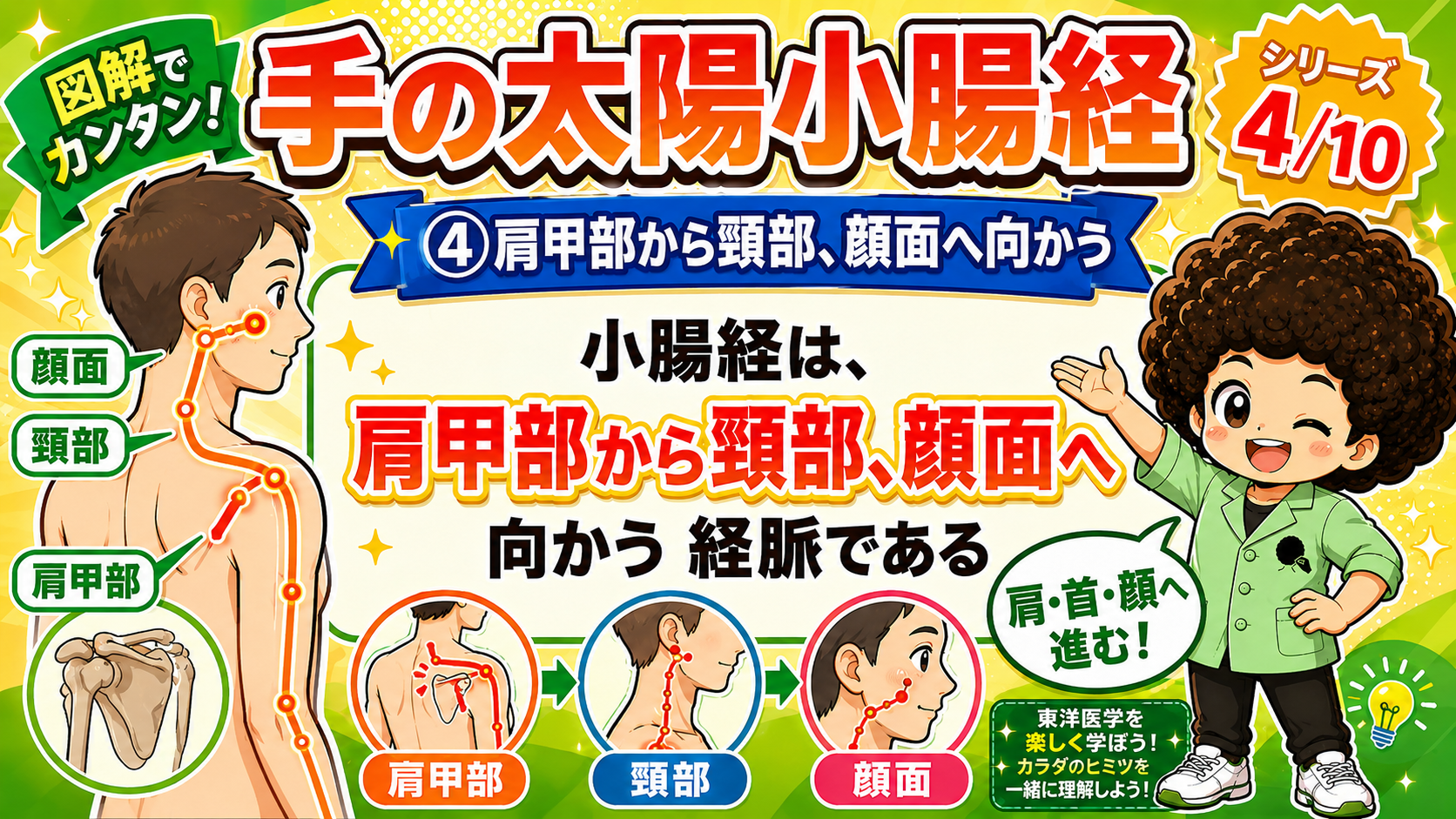 肩甲部 → 頸部 → 顔面へと進む。肩甲骨まわりを通るのが小腸経の特徴