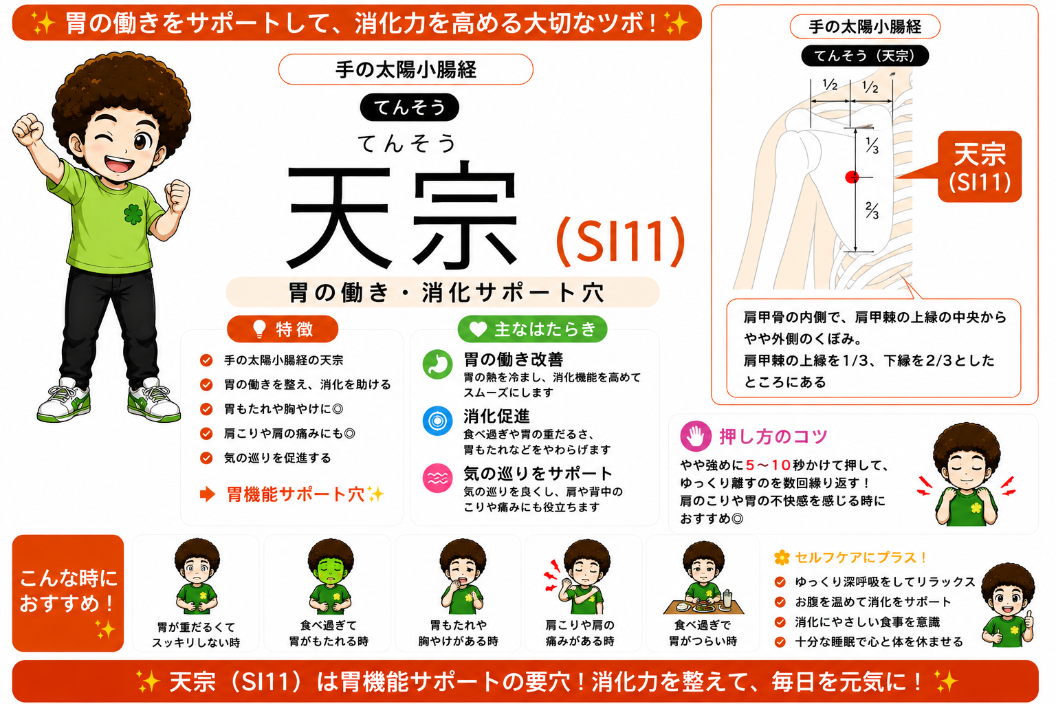 天宗（SI11）は肩甲骨の内側で、肩甲棘の上縁を1/3、下縁を2/3としたところ