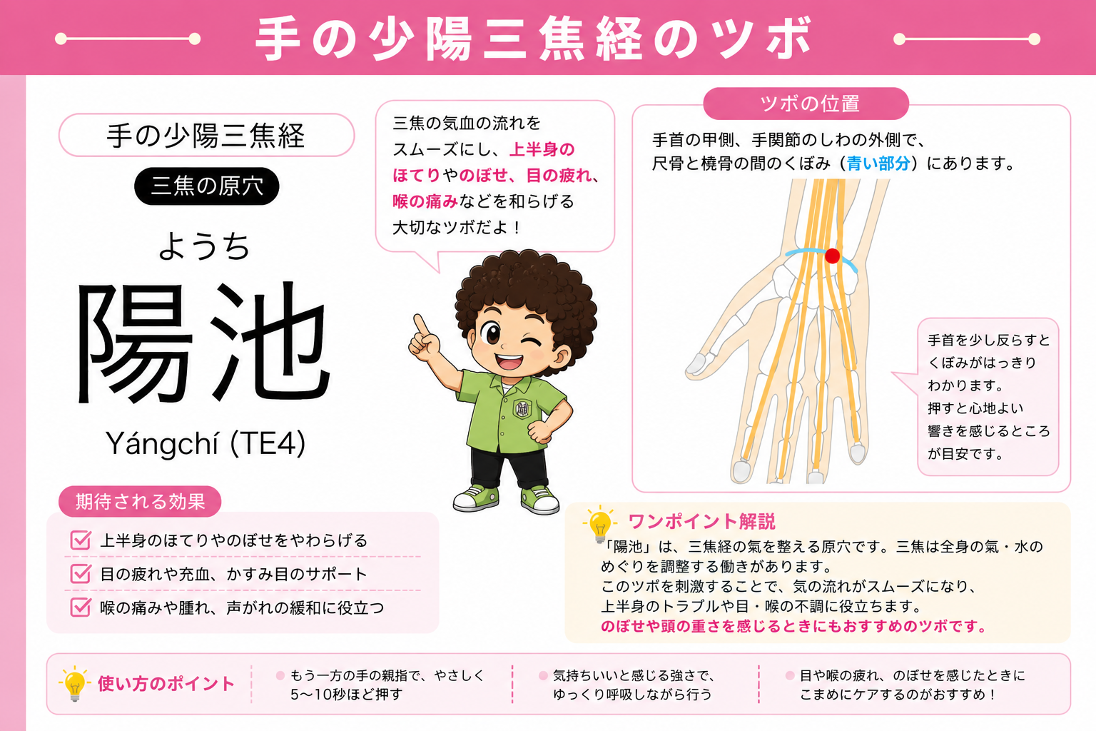 陽池（TE4）は手関節のしわの外側、尺骨と橈骨の間のくぼみにある三焦の原穴