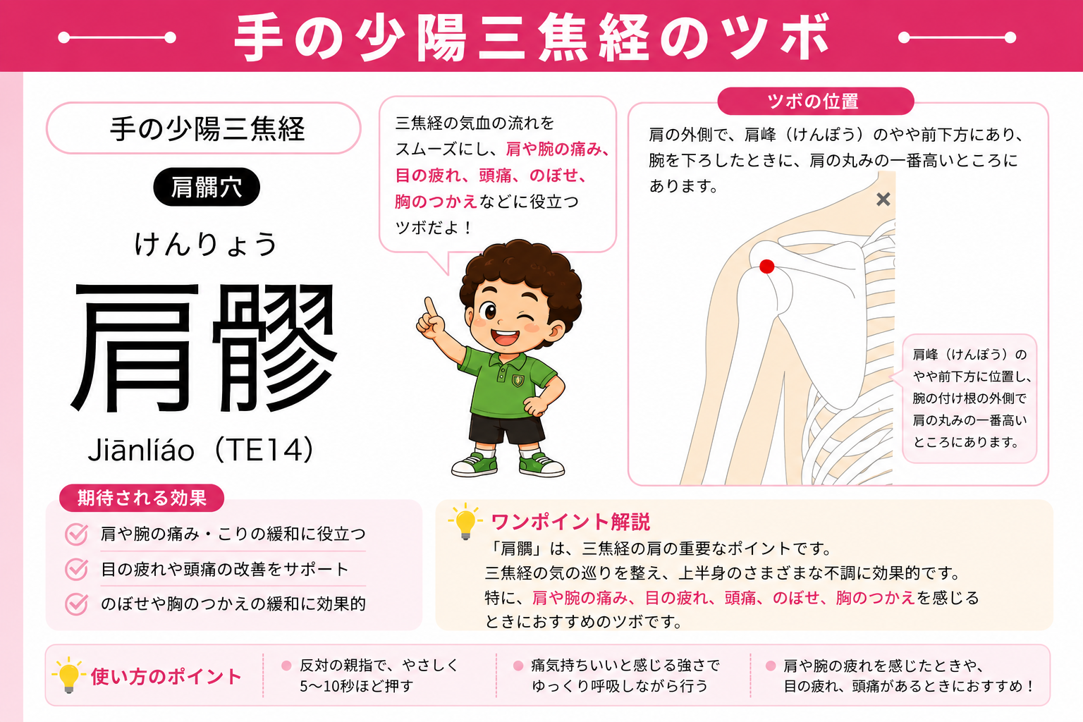 肩髎（TE14）は肩峰のやや前下方、腕を下ろしたときに肩の丸みが最も高くなるところ