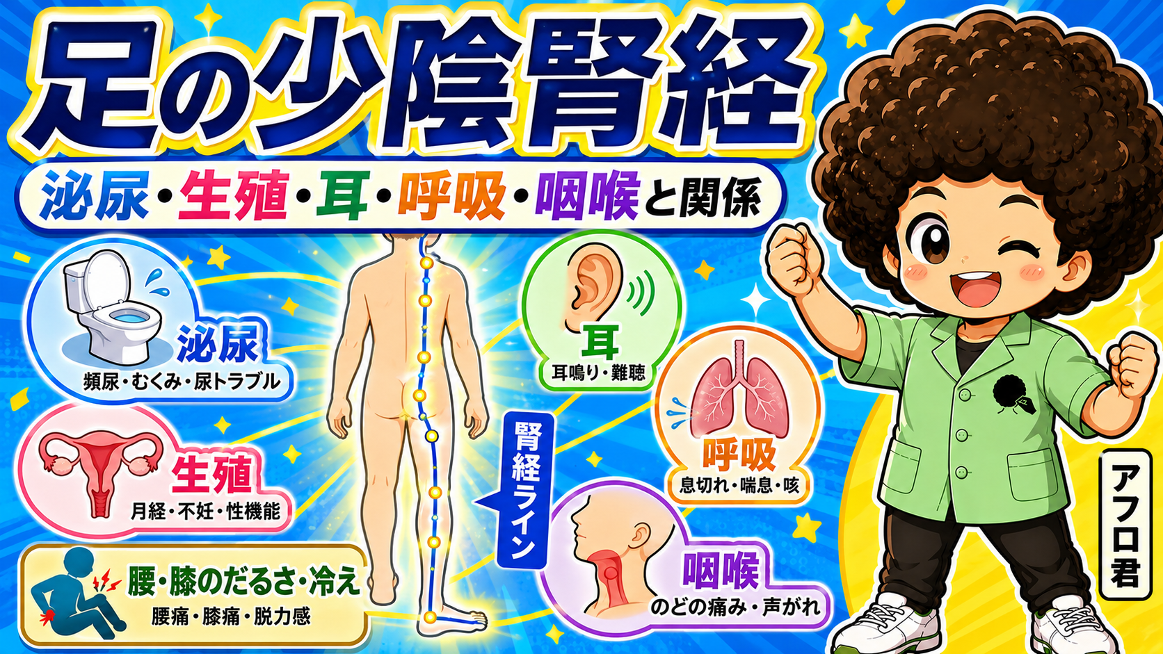 腎経は泌尿・生殖・耳・呼吸・咽喉と関係する