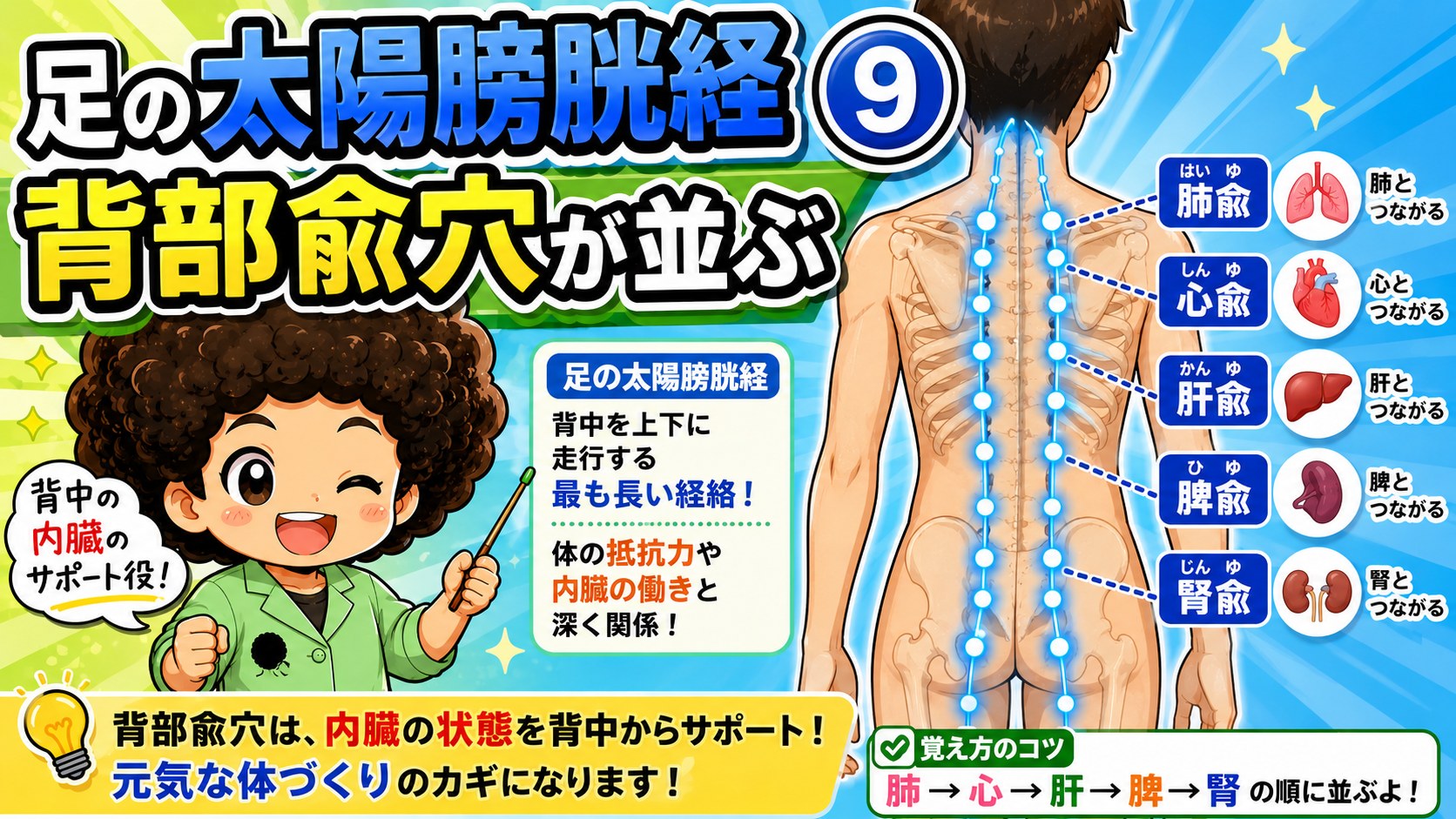 足の太陽膀胱経⑨ 背部兪穴が並ぶ（肺兪・心兪・肝兪・脾兪・腎兪）