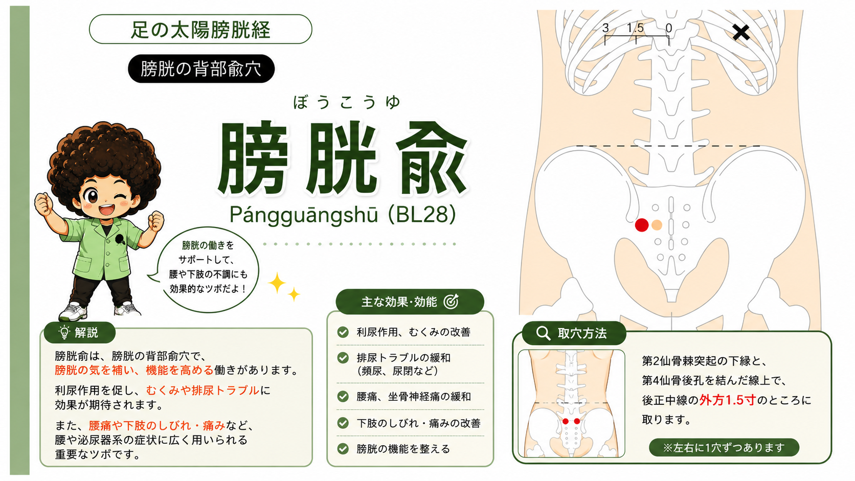 膀胱兪（BL28）の取穴方法。仙骨部で後正中線の外方1.5寸に取る（左右に1穴ずつ）