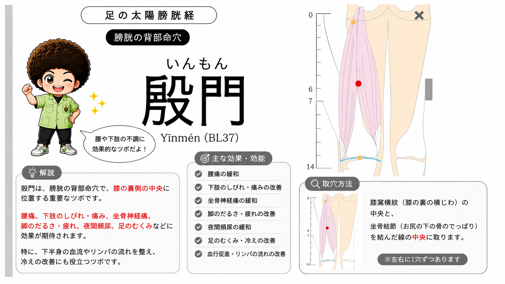 殷門（BL37）の位置。膝窩横紋の中央と坐骨結節を結んだ線の中央に取る