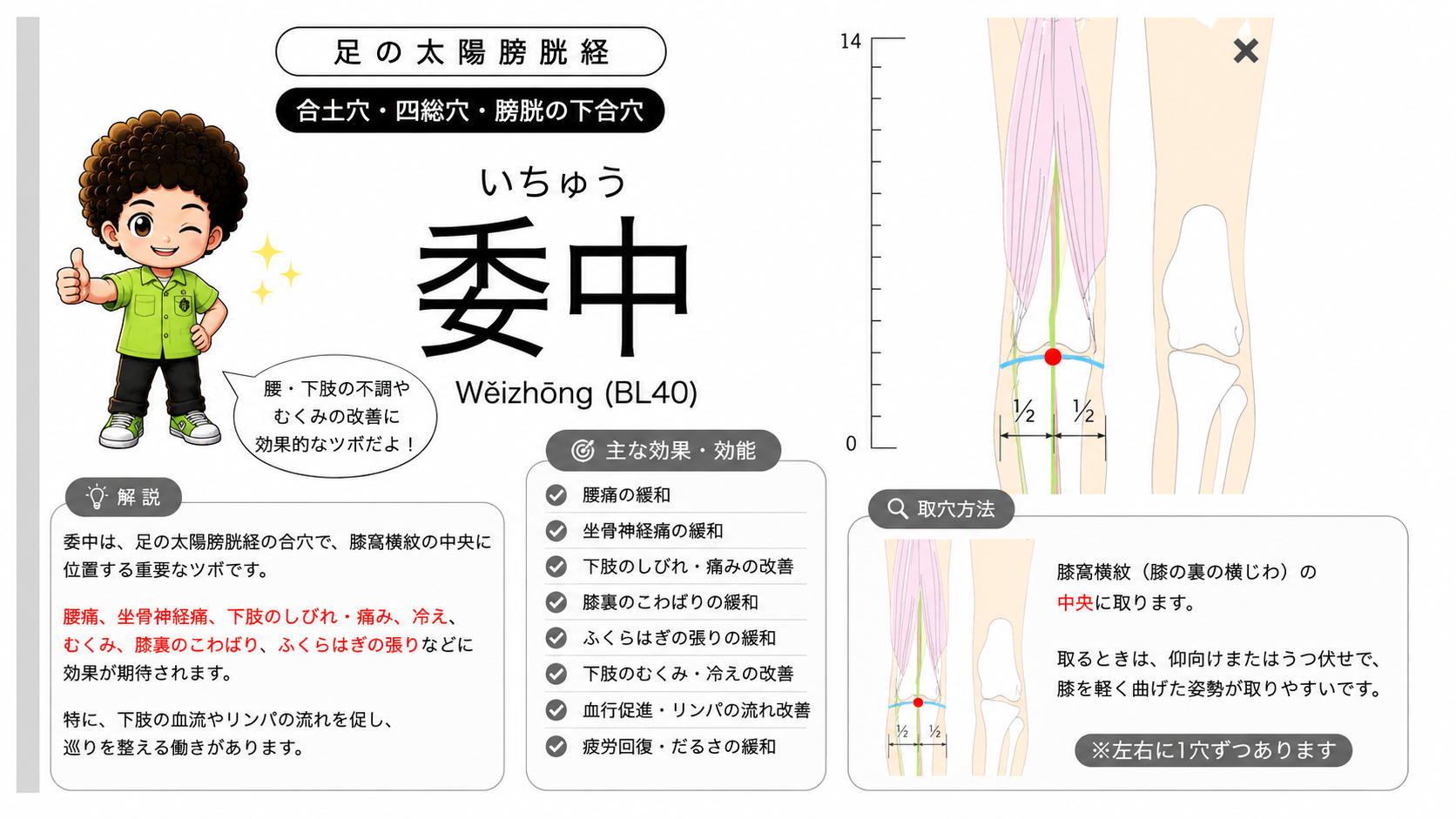 委中（BL40）の位置。膝窩横紋の中央に取る