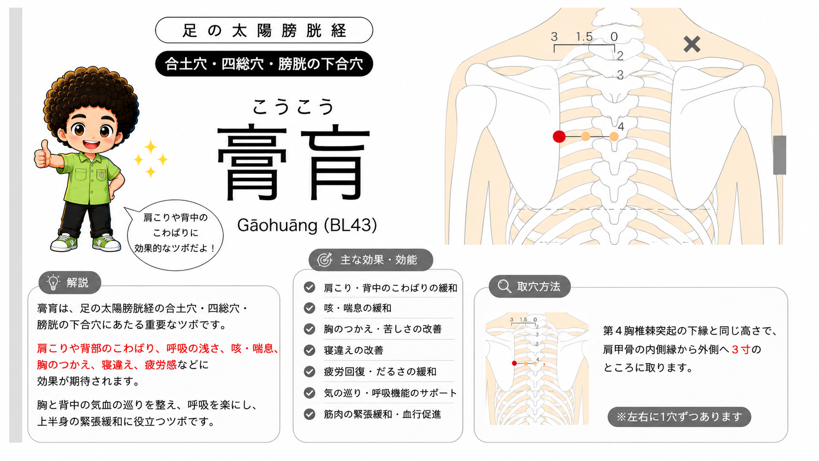 膏肓（BL43）の位置。第4胸椎棘突起の下縁の高さで肩甲骨の内側縁から外側へ3寸