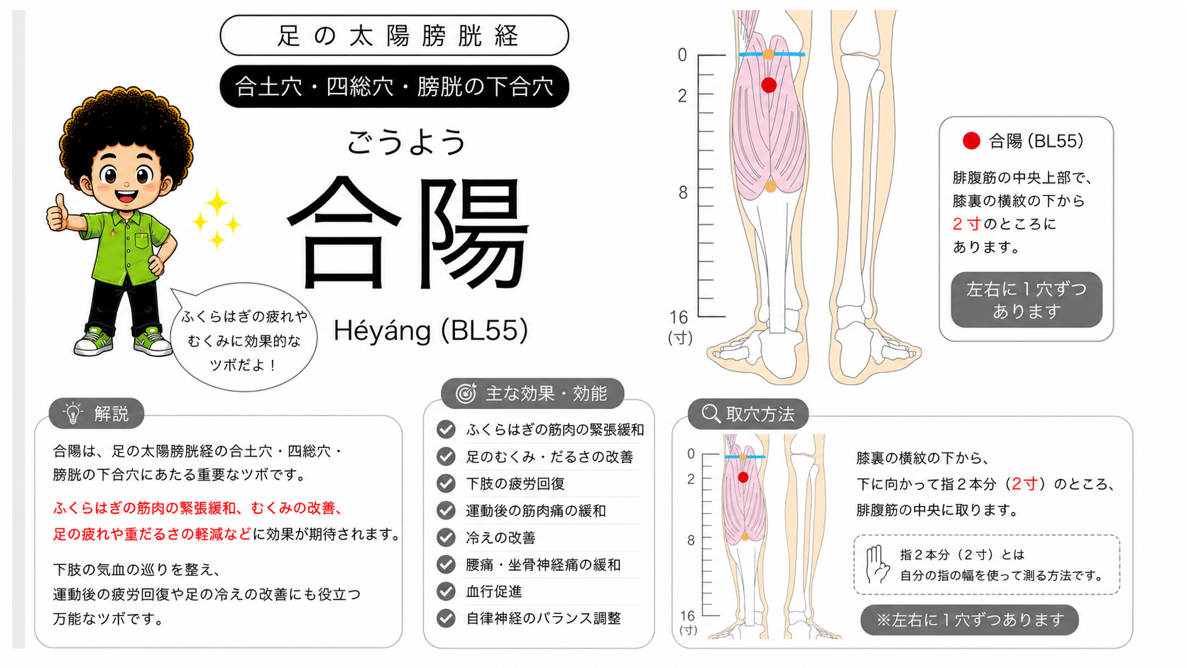 合陽（BL55）の位置。膝裏の横紋を0寸として下へ2寸、腓腹筋の中央に取る