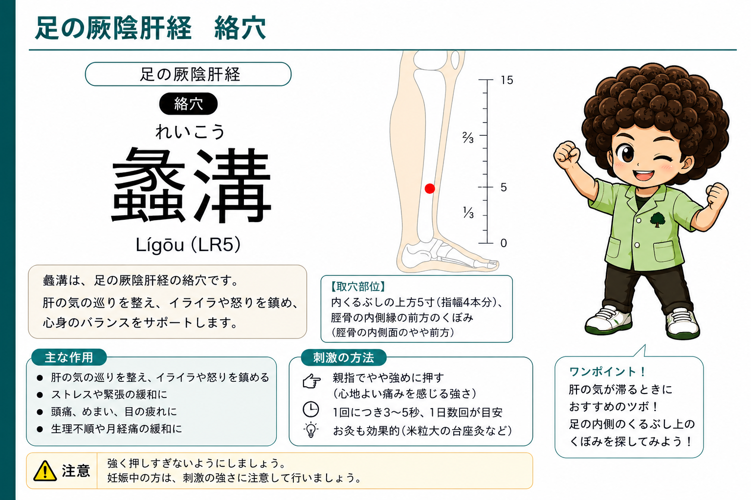蠡溝（LR5）— 内果上5寸、脛骨内側縁の前方のくぼみ。足の厥陰肝経の絡穴