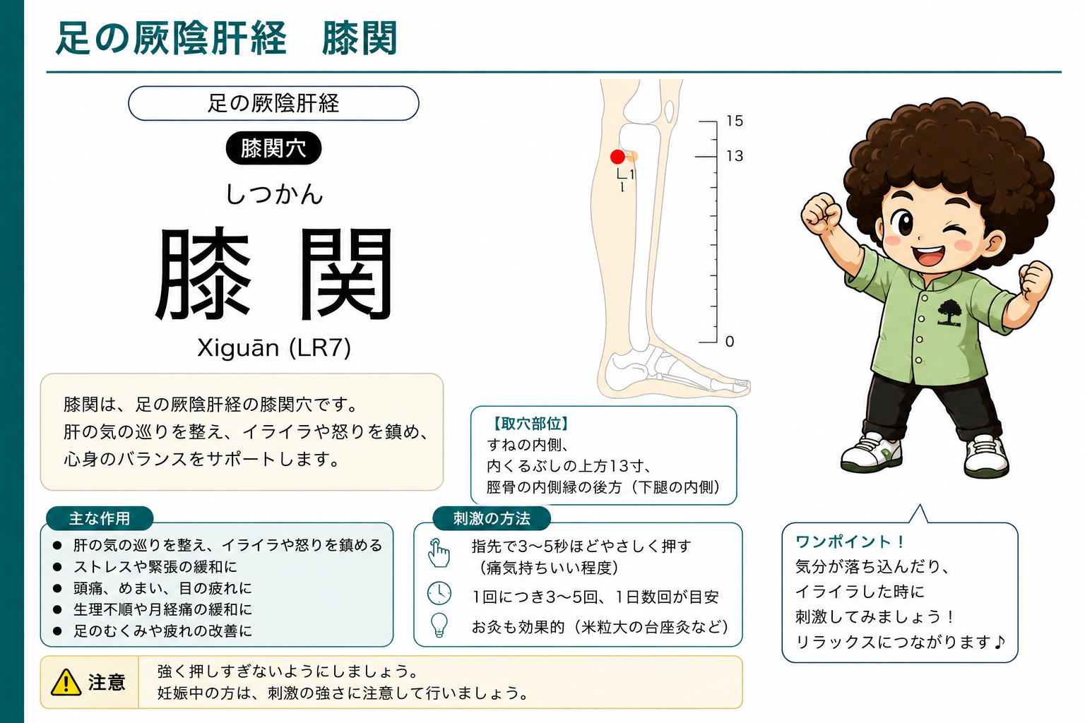 膝関（LR7）— 内果の上方13寸、脛骨内側縁の後方