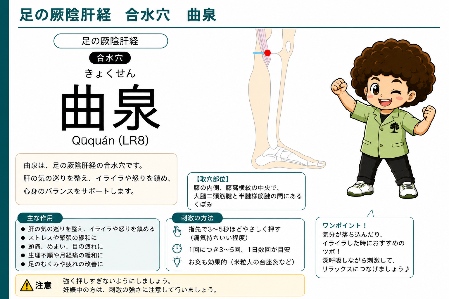 曲泉（LR8）— 膝内側、膝窩横紋の中央のくぼみ。足の厥陰肝経の合水穴