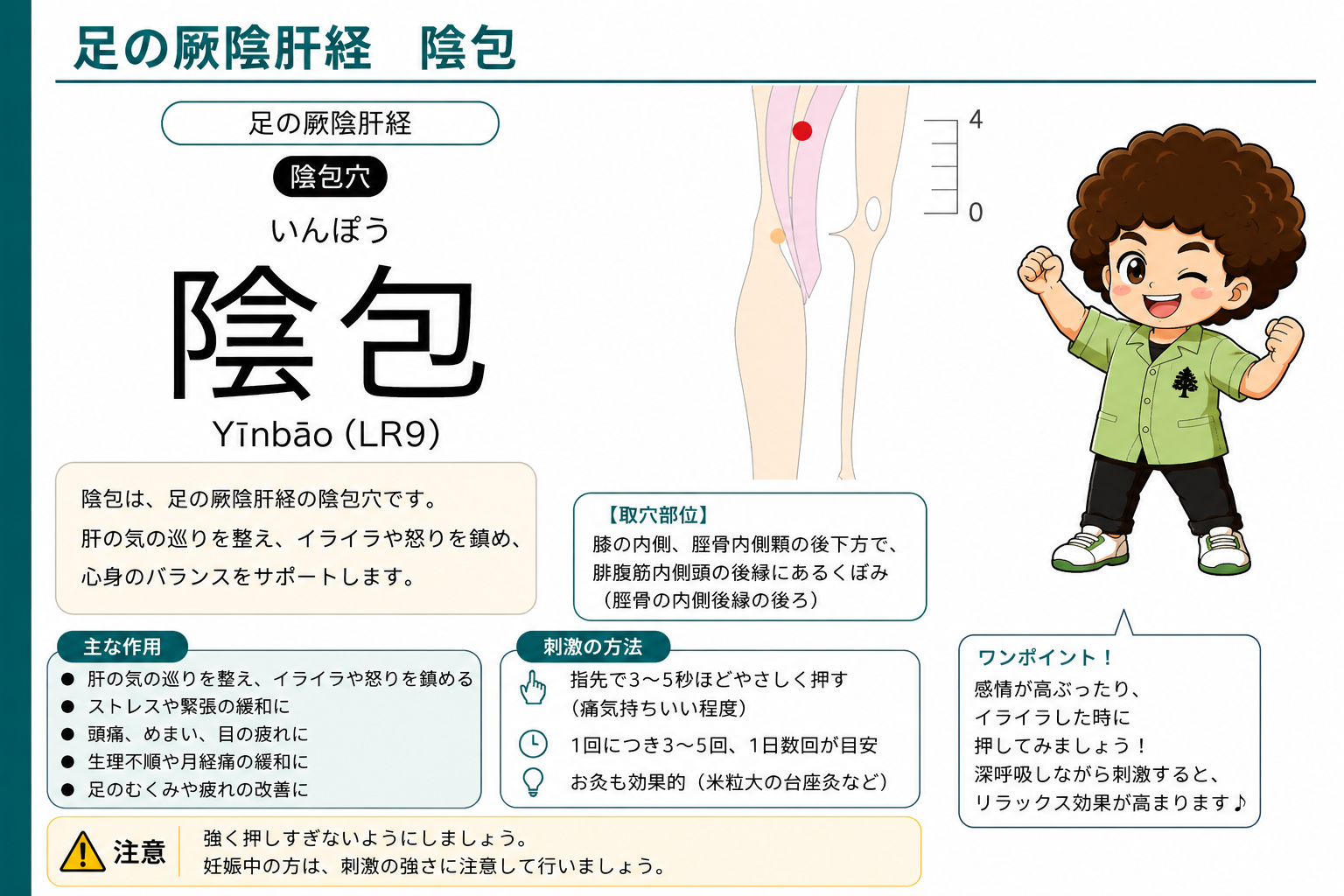 陰包（LR9）— 膝内側、脛骨内側顆の後下方のくぼみ