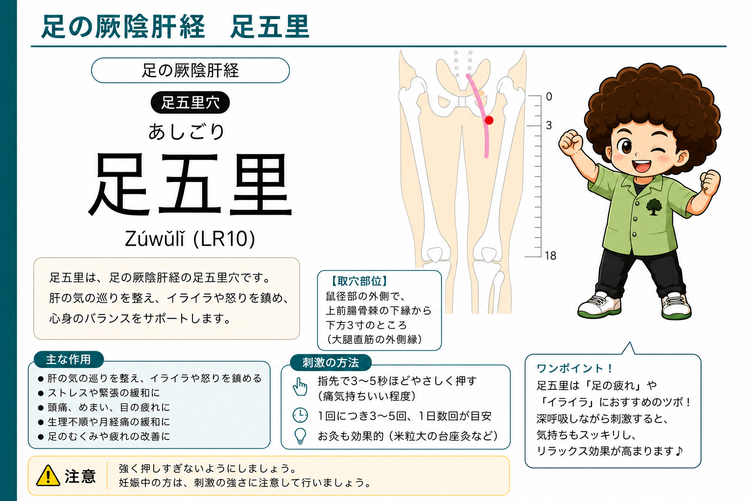 足五里（LR10）— 上前腸骨棘の下縁から下方3寸、大腿直筋の外側縁