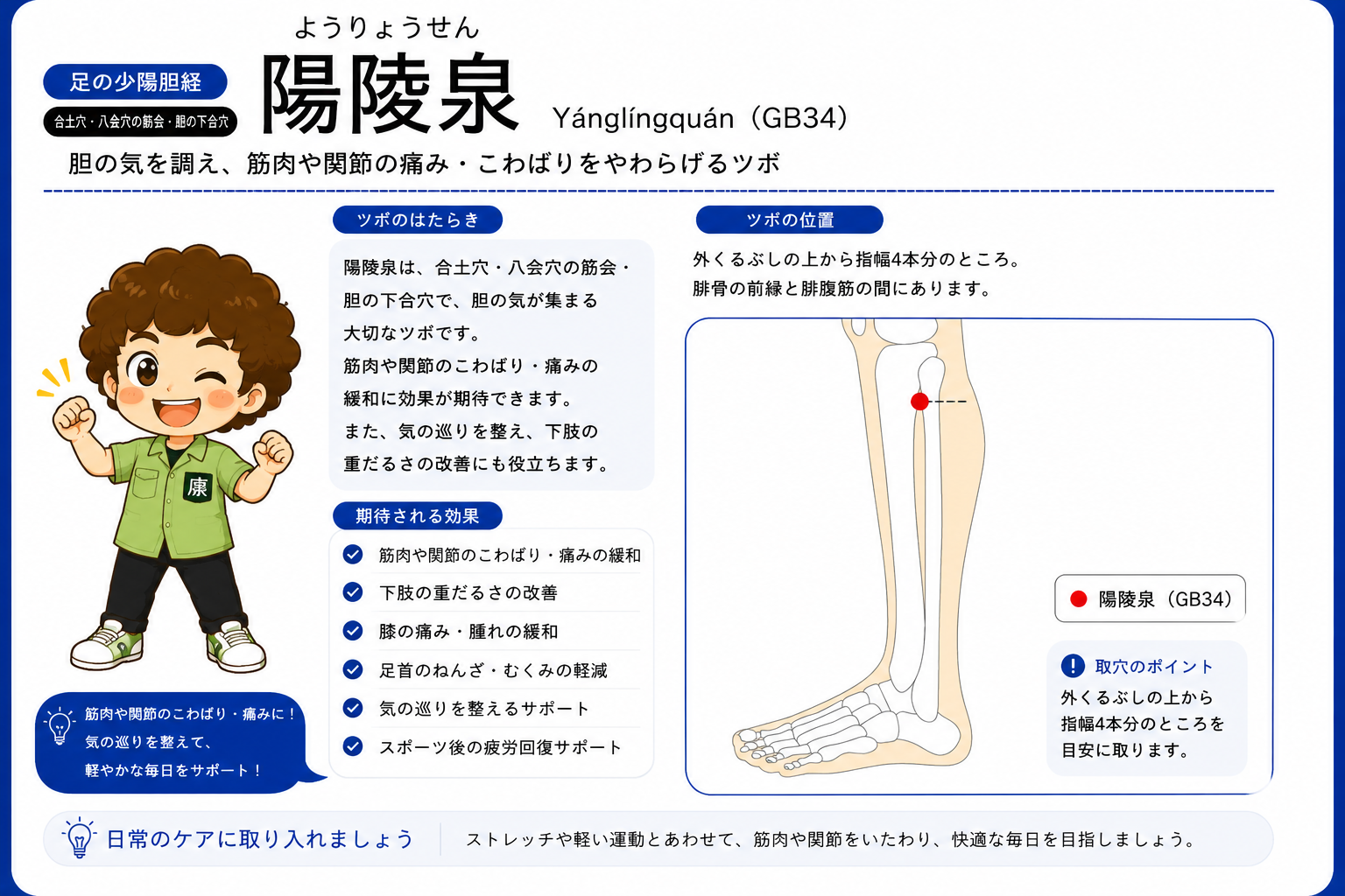 陽陵泉（GB34）— 合土穴・八会穴の筋会・胆の下合穴。外くるぶしの上から指幅4本分
