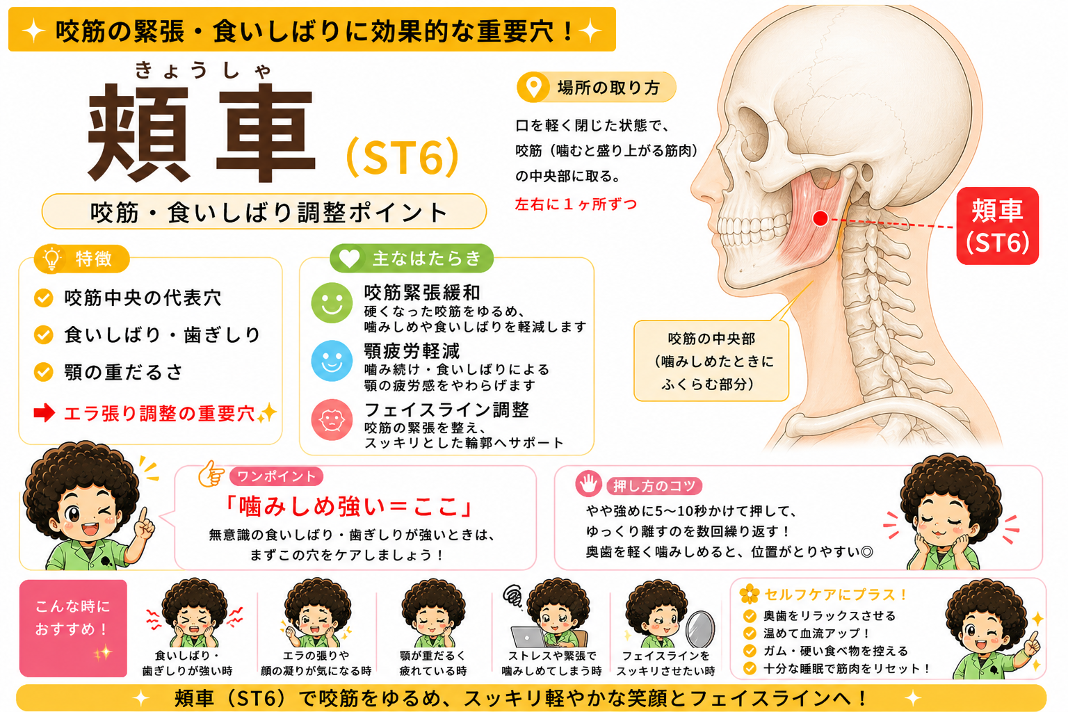 頬車（ST6）の位置。口を軽く閉じた状態で、咬筋（噛むと盛り上がる筋肉）の中央部に取る