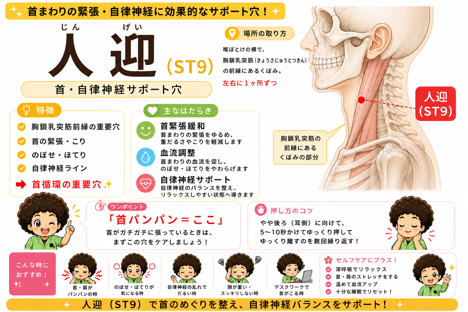 人迎（ST9）の位置。喉ぼとけの横、胸鎖乳突筋の前縁にあるくぼみ
