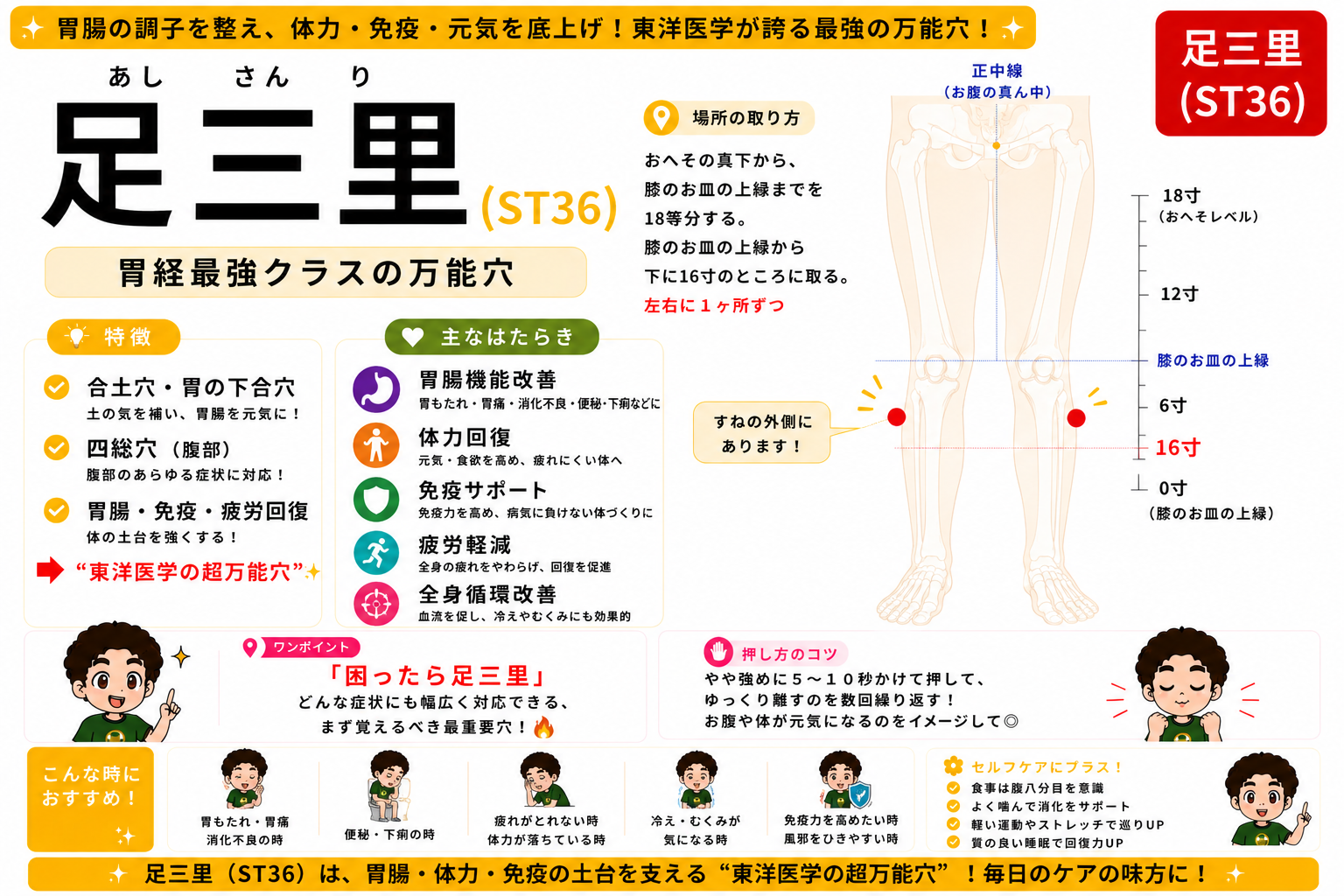 足三里（ST36）— 胃経最強クラスの万能穴。すねの外側に取る