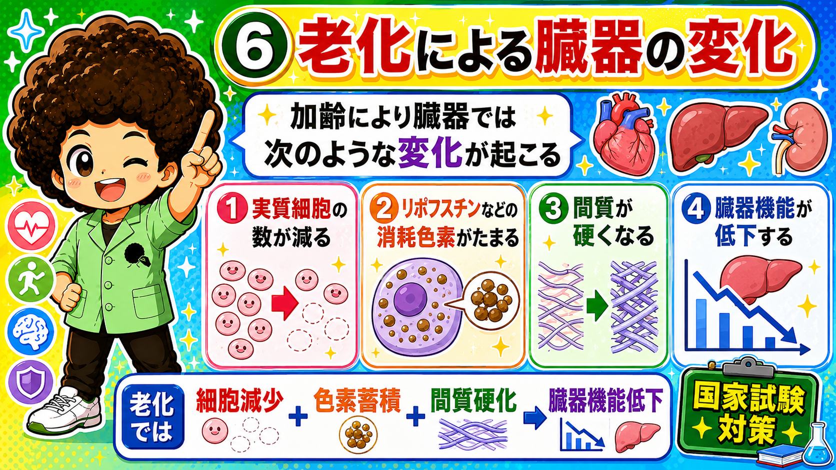 細胞減少＋色素蓄積＋間質硬化→臓器機能低下