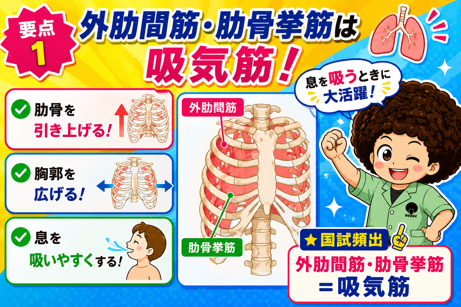 肋間筋｜肋間筋 1