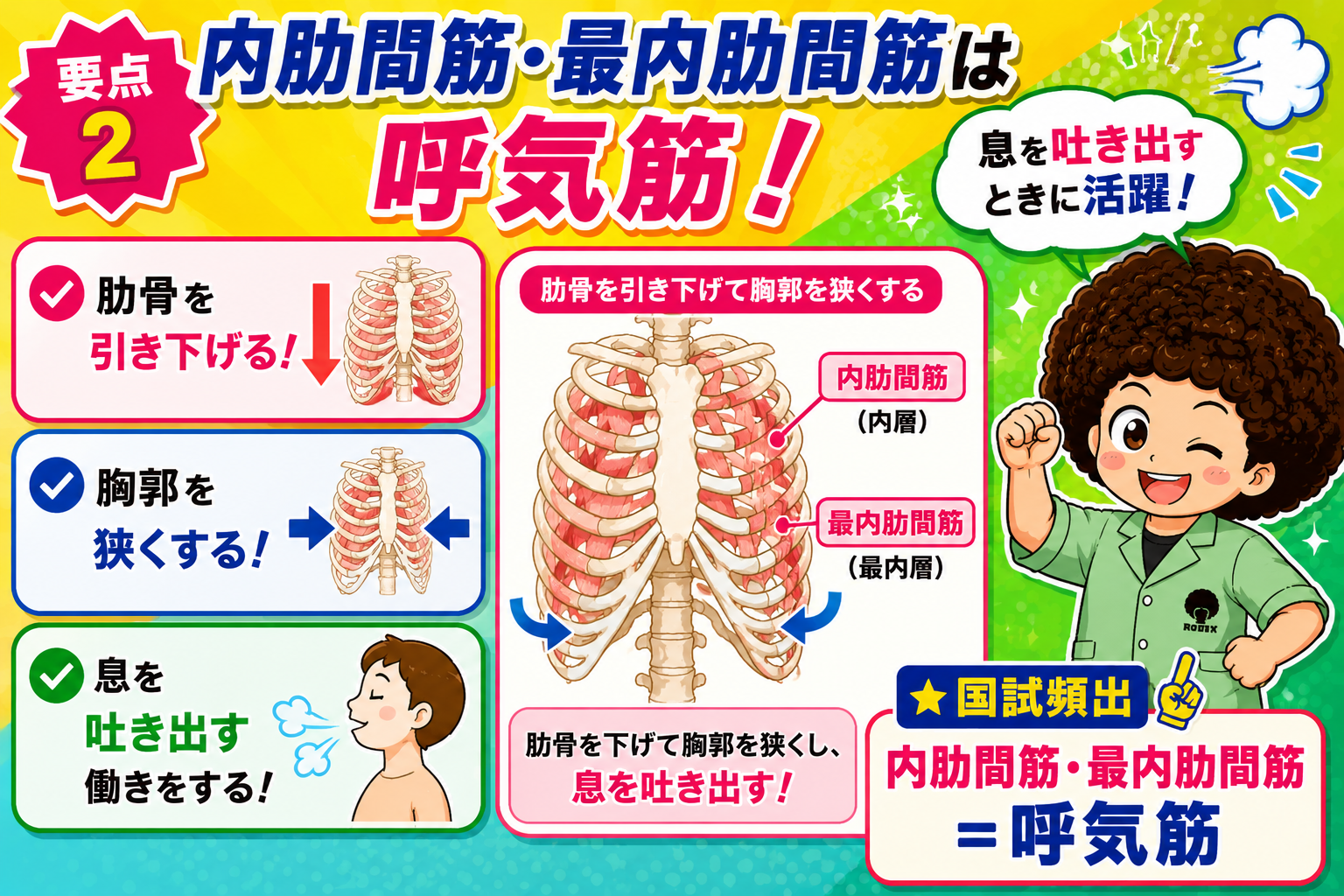 内肋間筋・最内肋間筋は呼気筋として肋骨を引き下げ胸郭を狭くする