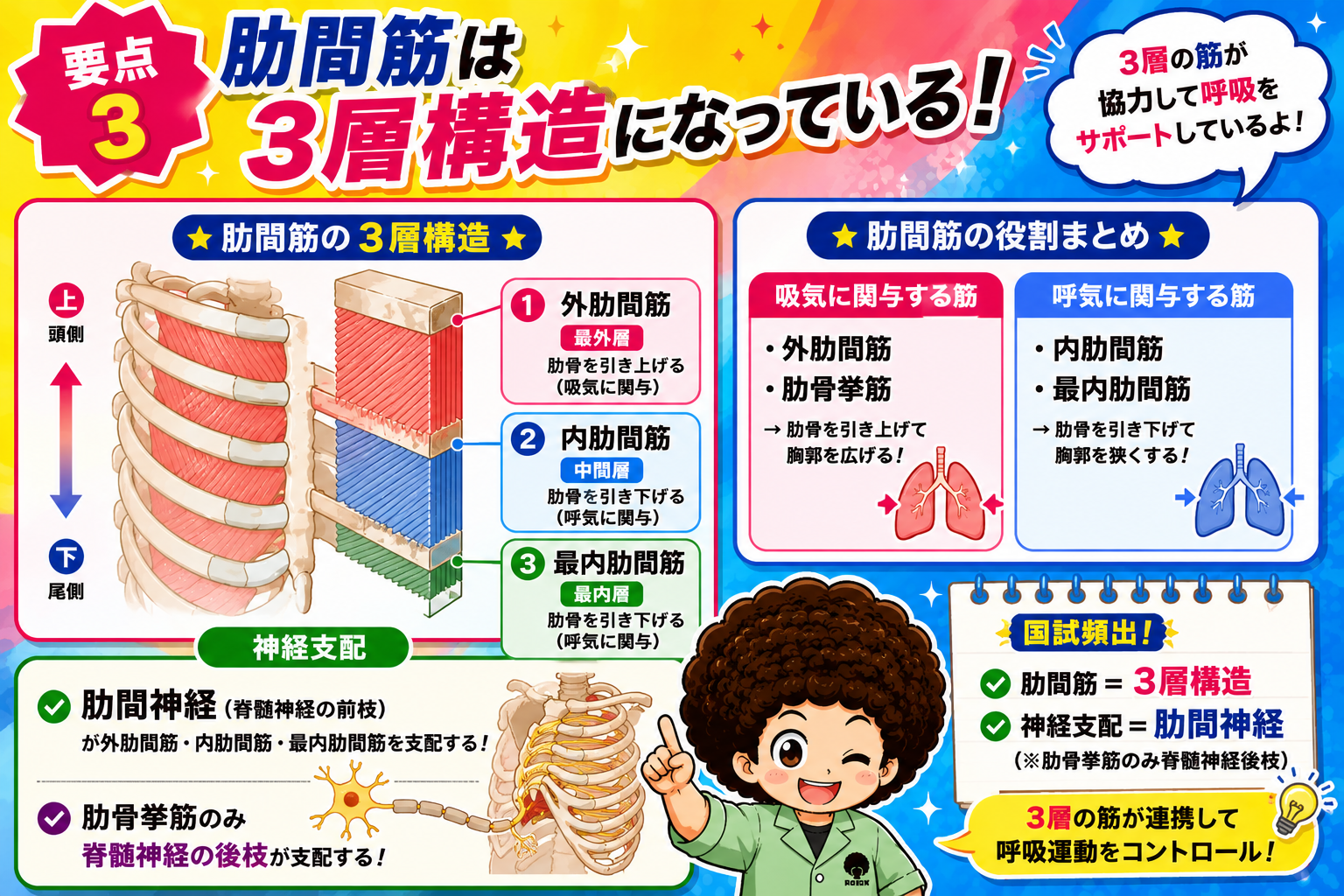肋間筋の3層構造（外肋間筋・内肋間筋・最内肋間筋）と役割まとめ
