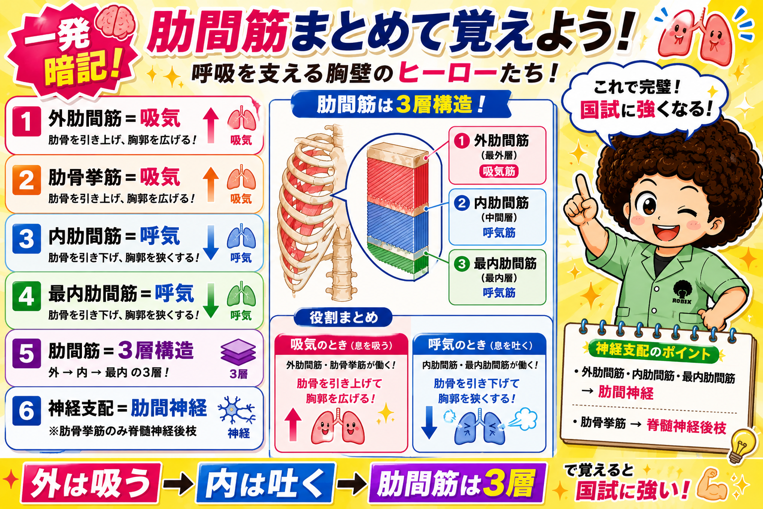 肋間筋の一発暗記まとめ：作用・3層構造・神経支配のポイント