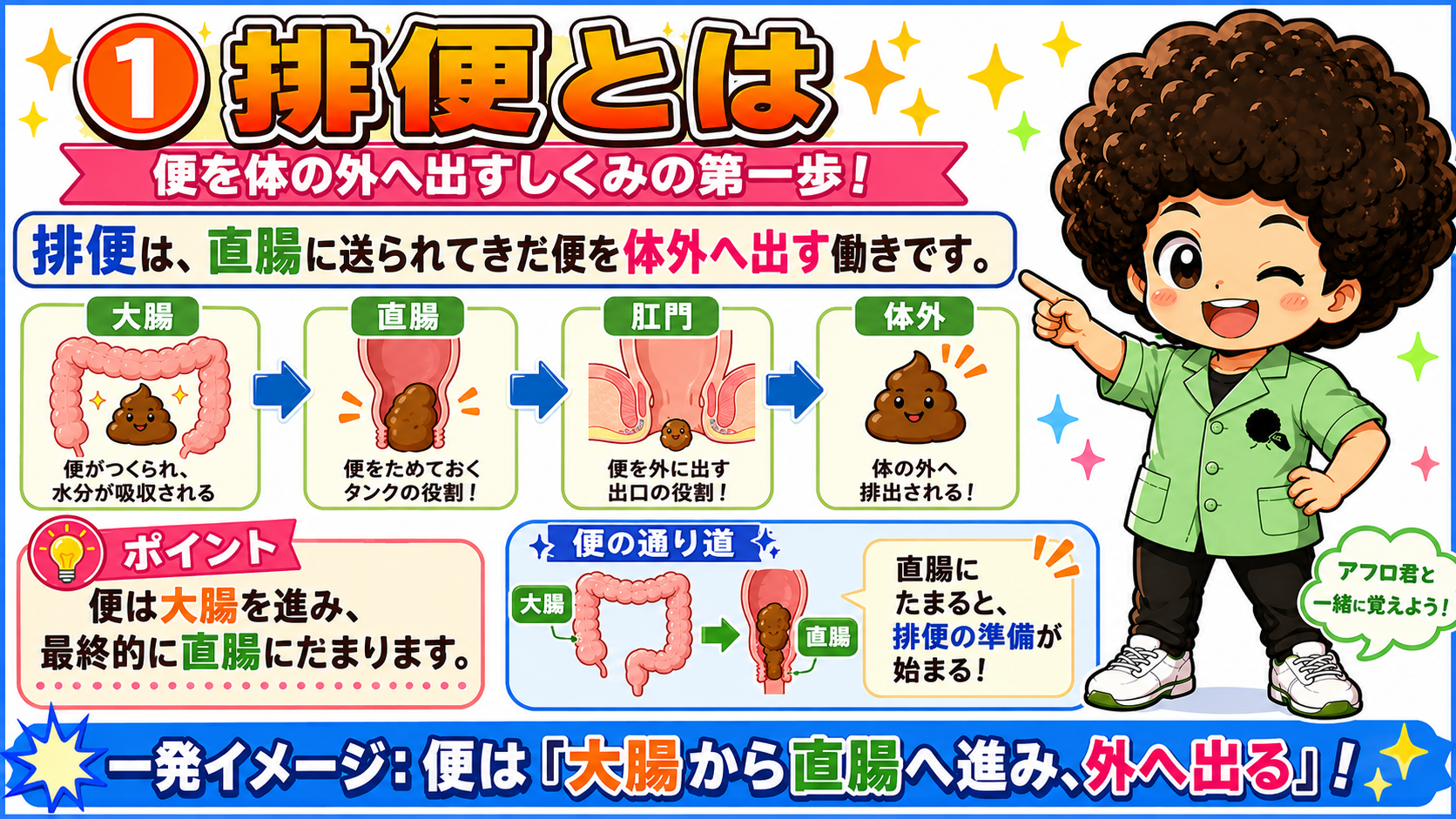 排便の全体像：大腸→直腸→肛門→体外