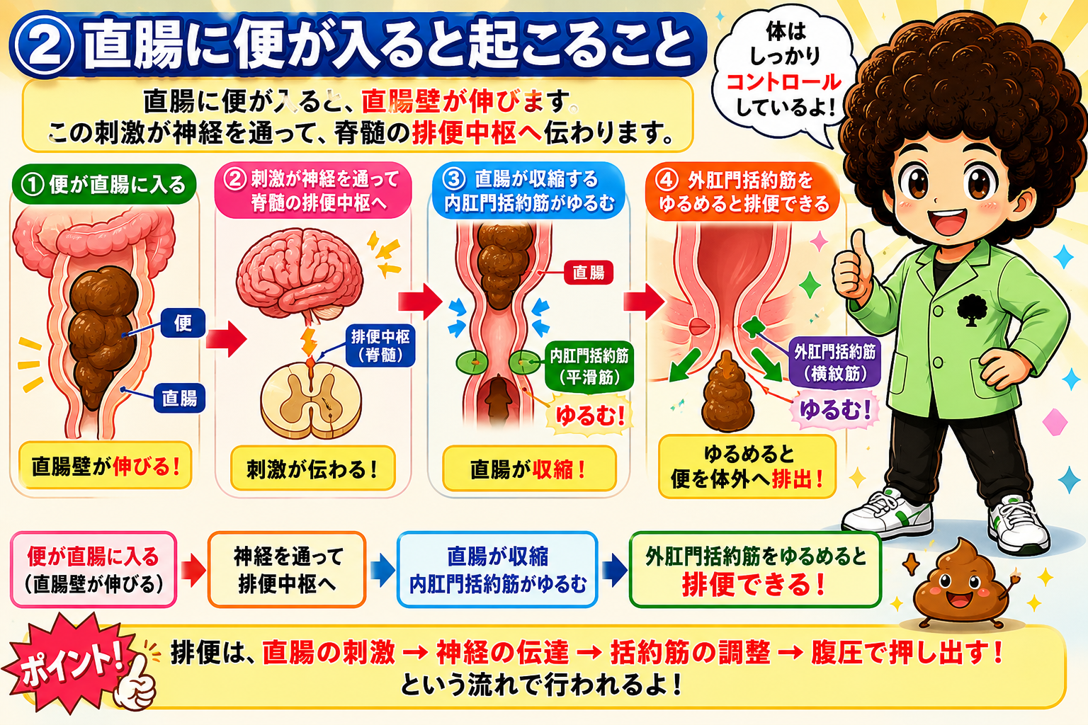 排便反射の4ステップ（直腸伸展→中枢→括約筋の調節）