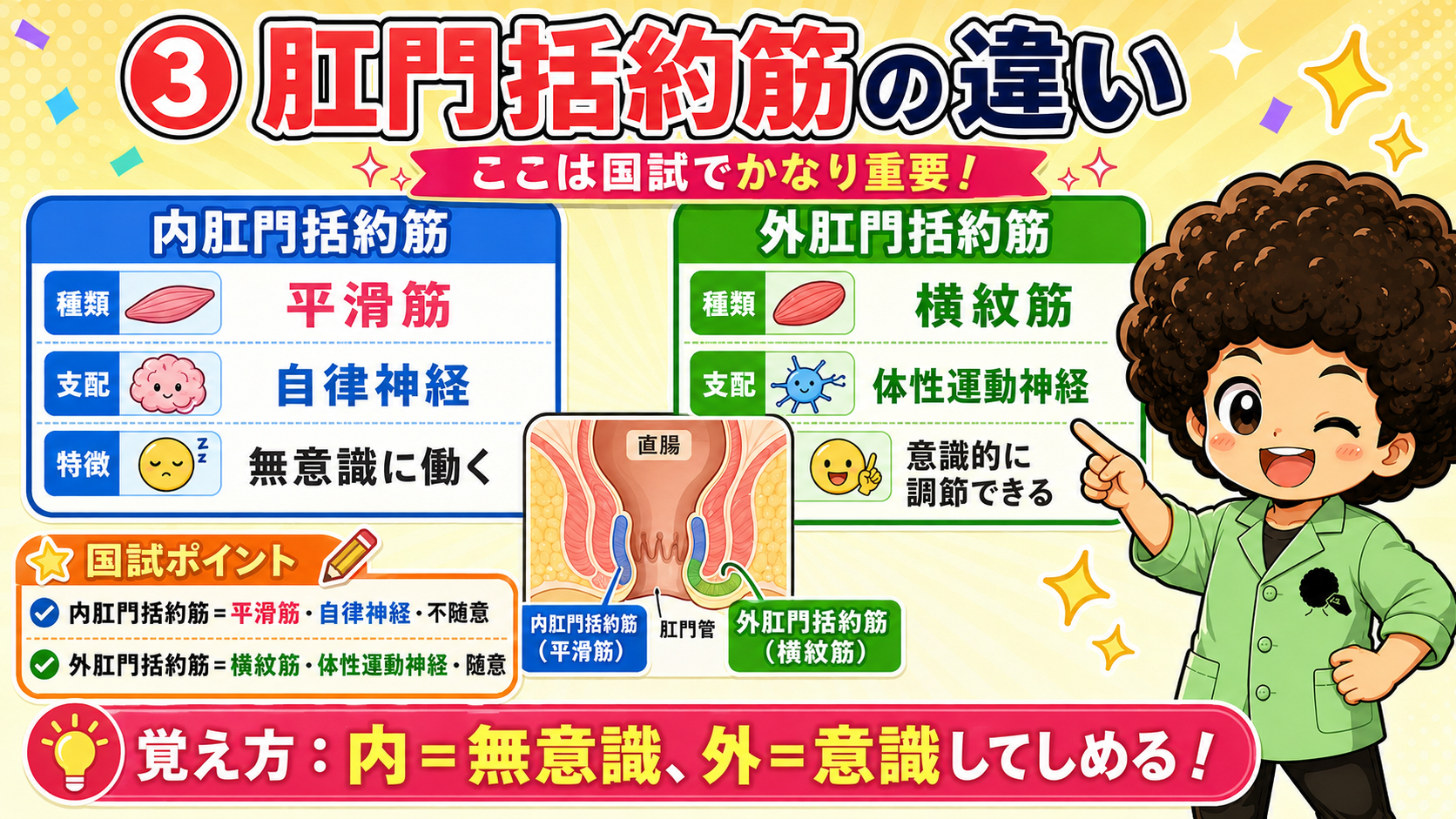 排便のしくみと肛門括約筋｜排便のしくみと肛門括約筋 1