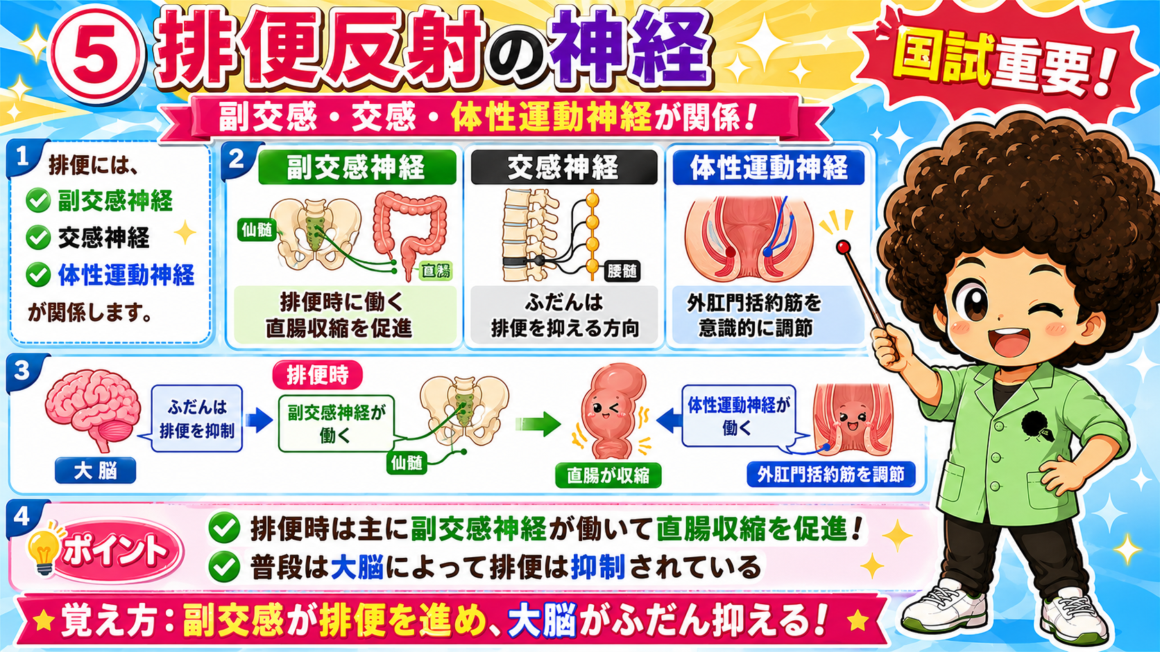 排便反射の神経：副交感が進め、大脳がふだん抑える