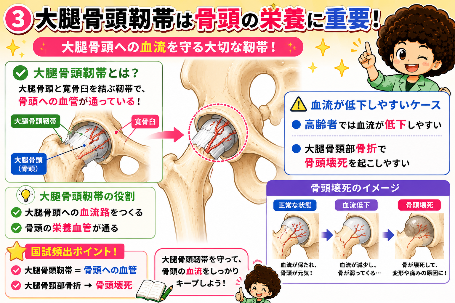 大腿骨頭靭帯を通る血流と、血流低下から骨頭壊死に至るイメージ