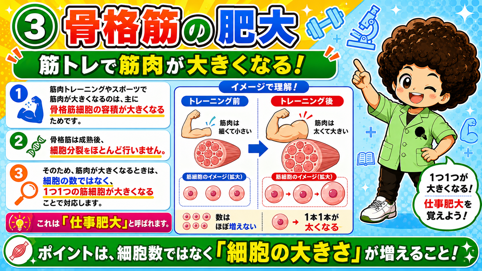 骨格筋の肥大＝仕事肥大。数ではなく細胞の大きさが増える
