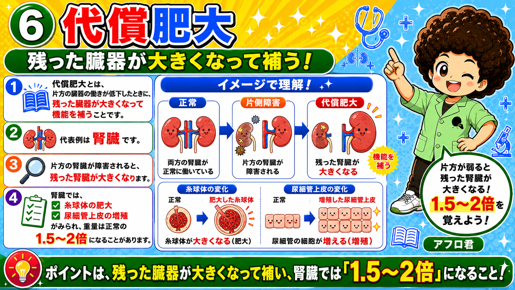 代償肥大。腎臓では糸球体の肥大と尿細管上皮の増殖がみられる