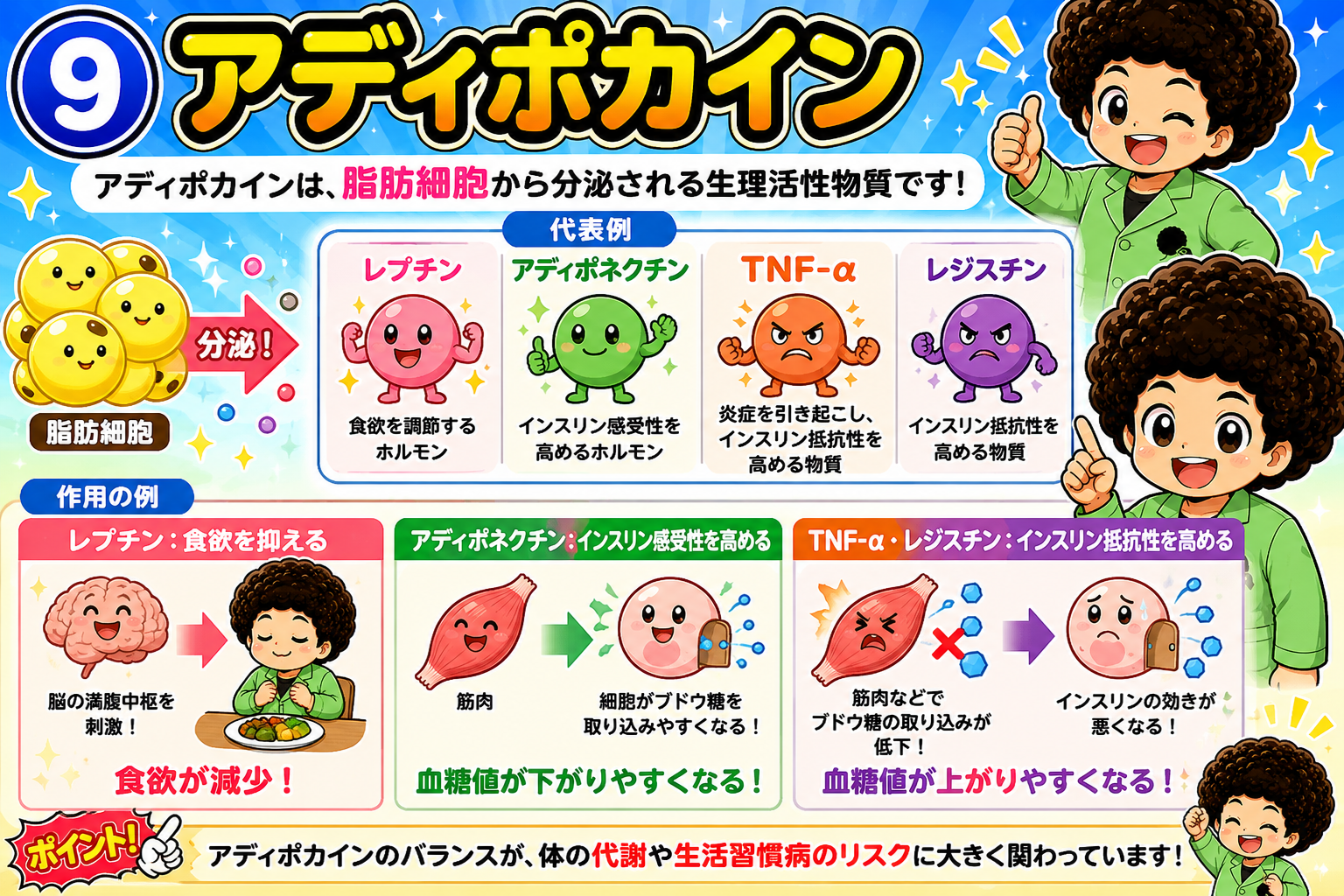 脂肪細胞から分泌されるアディポカインの代表例