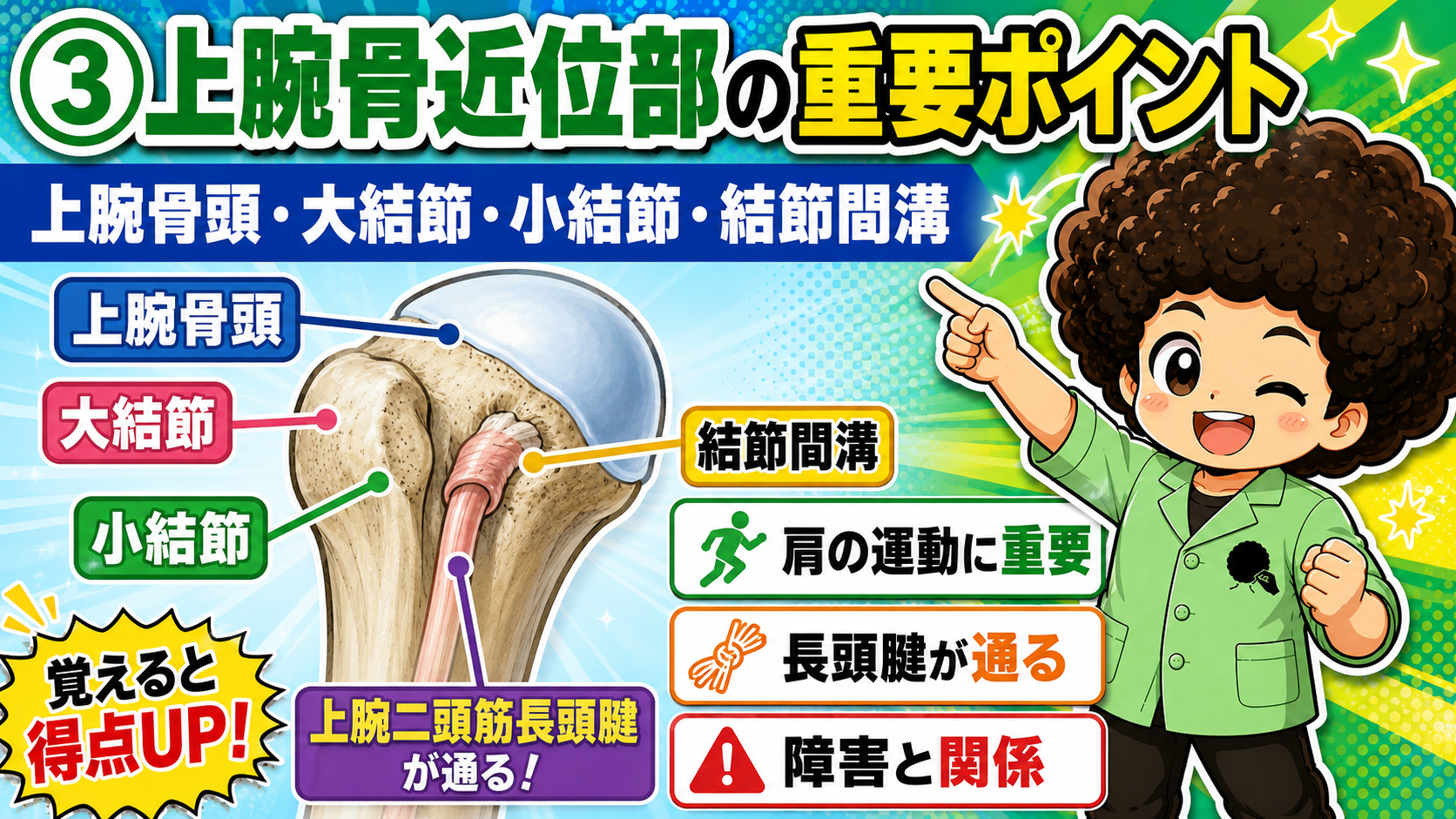 上腕骨近位部。大結節・小結節の間の結節間溝を上腕二頭筋長頭腱が通る