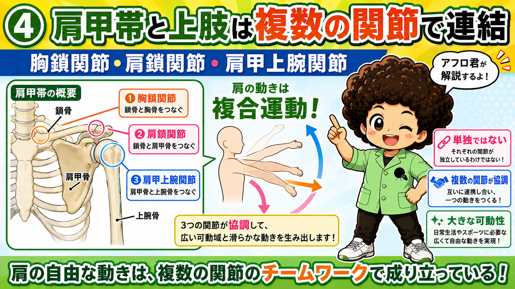 胸鎖関節・肩鎖関節・肩甲上腕関節が協調して肩の複合運動をつくる