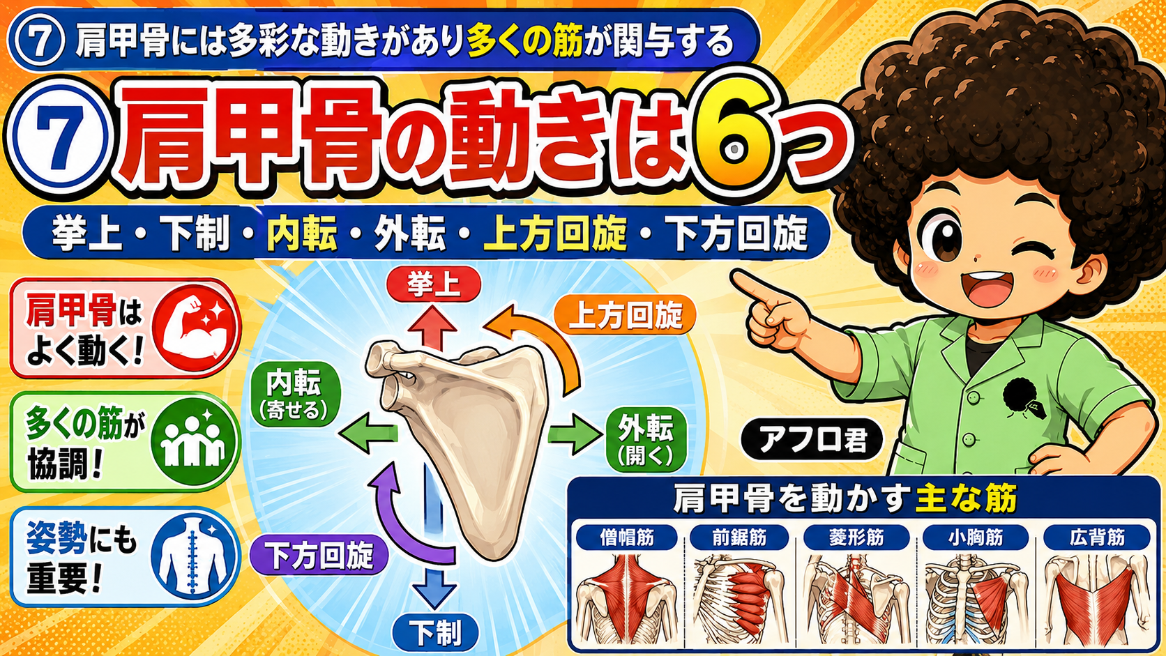 肩甲骨の6方向の運動と、僧帽筋・前鋸筋・菱形筋・小胸筋・広背筋などの関与