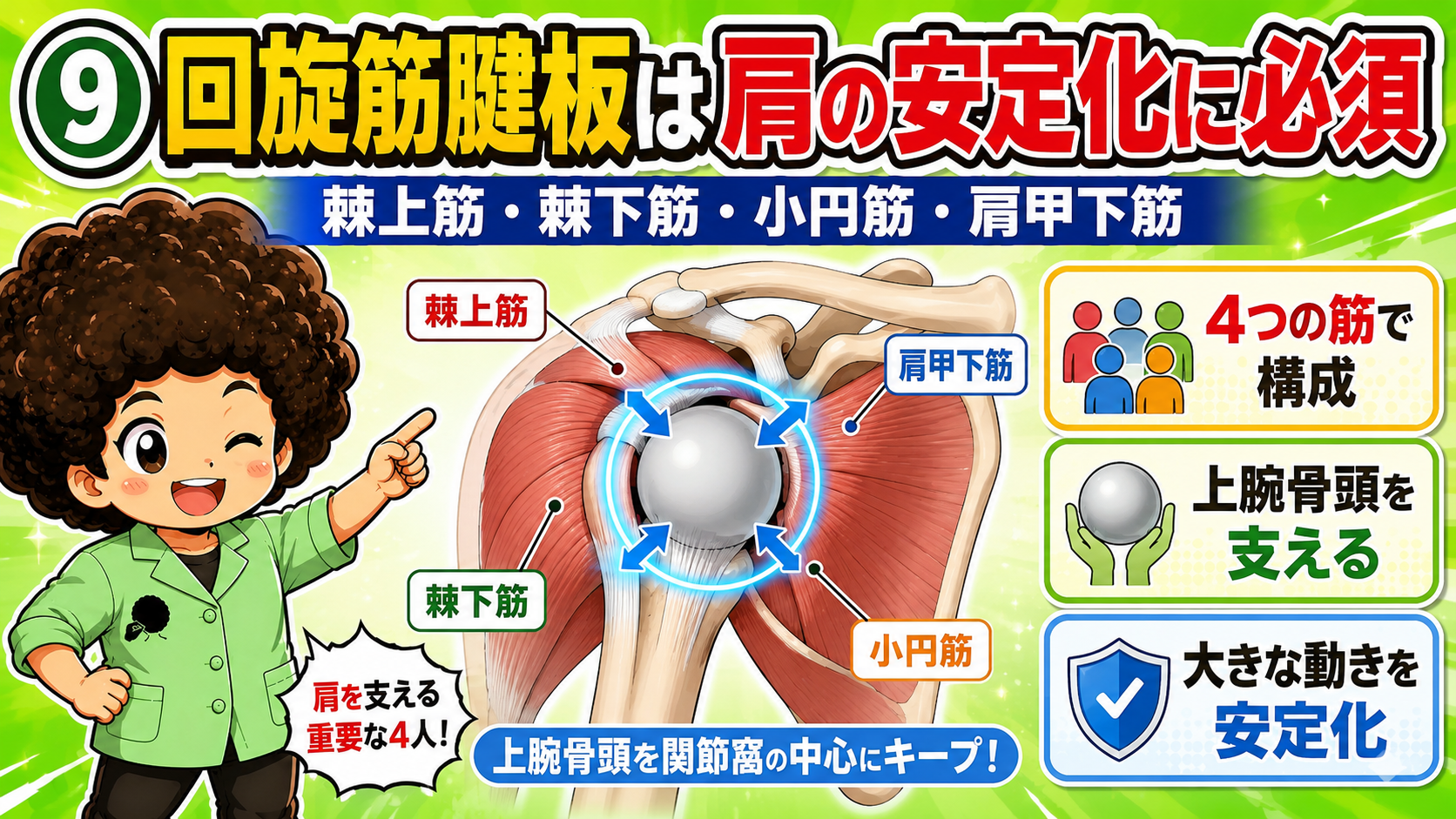 回旋筋腱板4筋が上腕骨頭を関節窩の中心にキープする