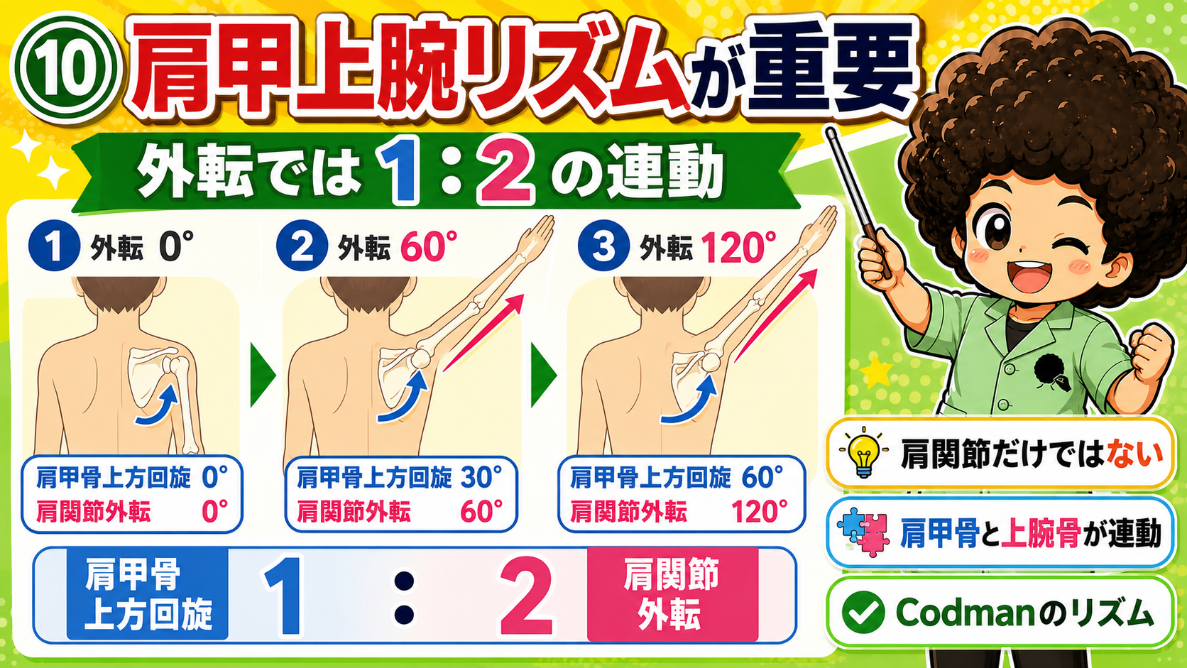 肩甲上腕リズム。肩甲骨上方回旋1：肩関節外転2で連動する