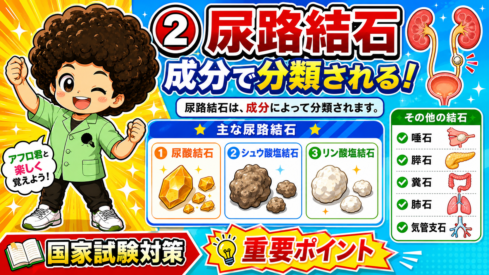 尿路結石は成分で3種に分類。その他の結石も部位ごとに名称がある