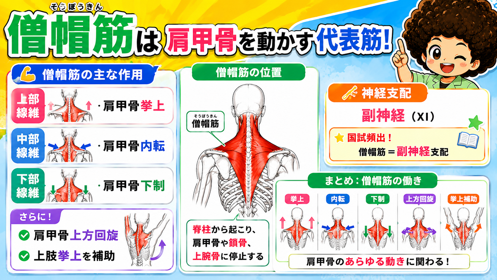僧帽筋の位置と作用、神経支配（副神経）
