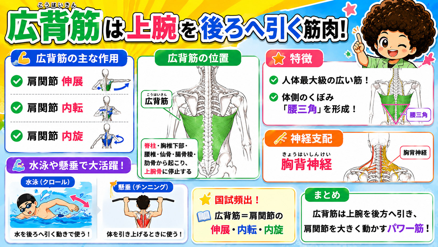 広背筋の位置・作用・神経支配（胸背神経）