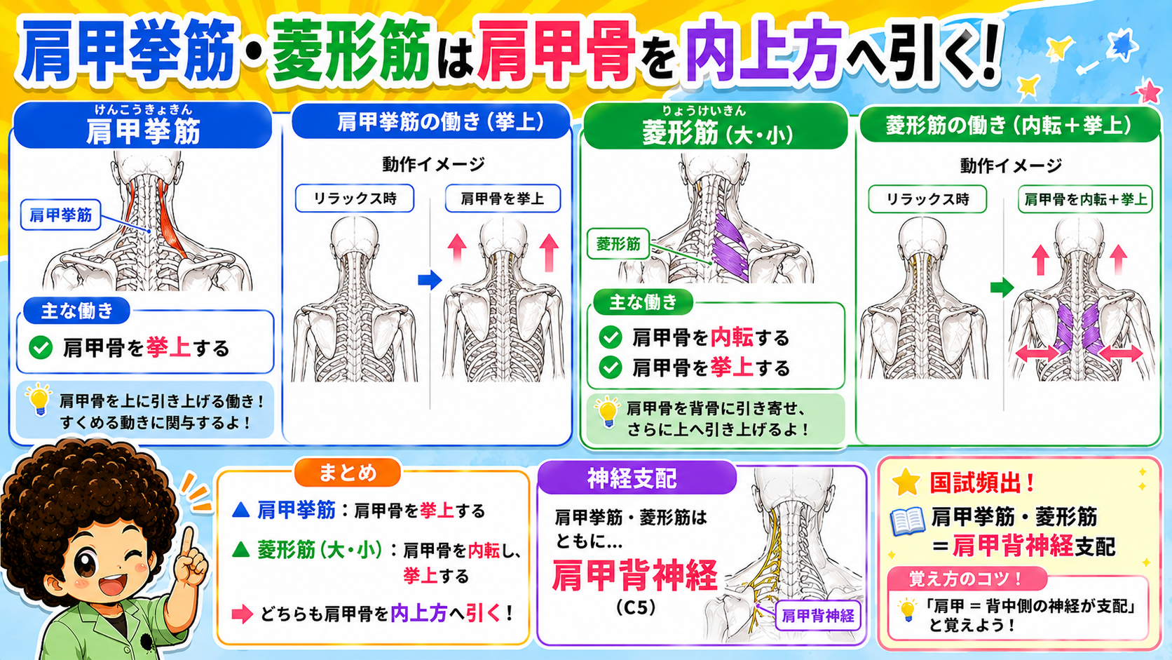 肩甲挙筋・菱形筋の作用と神経支配（肩甲背神経）