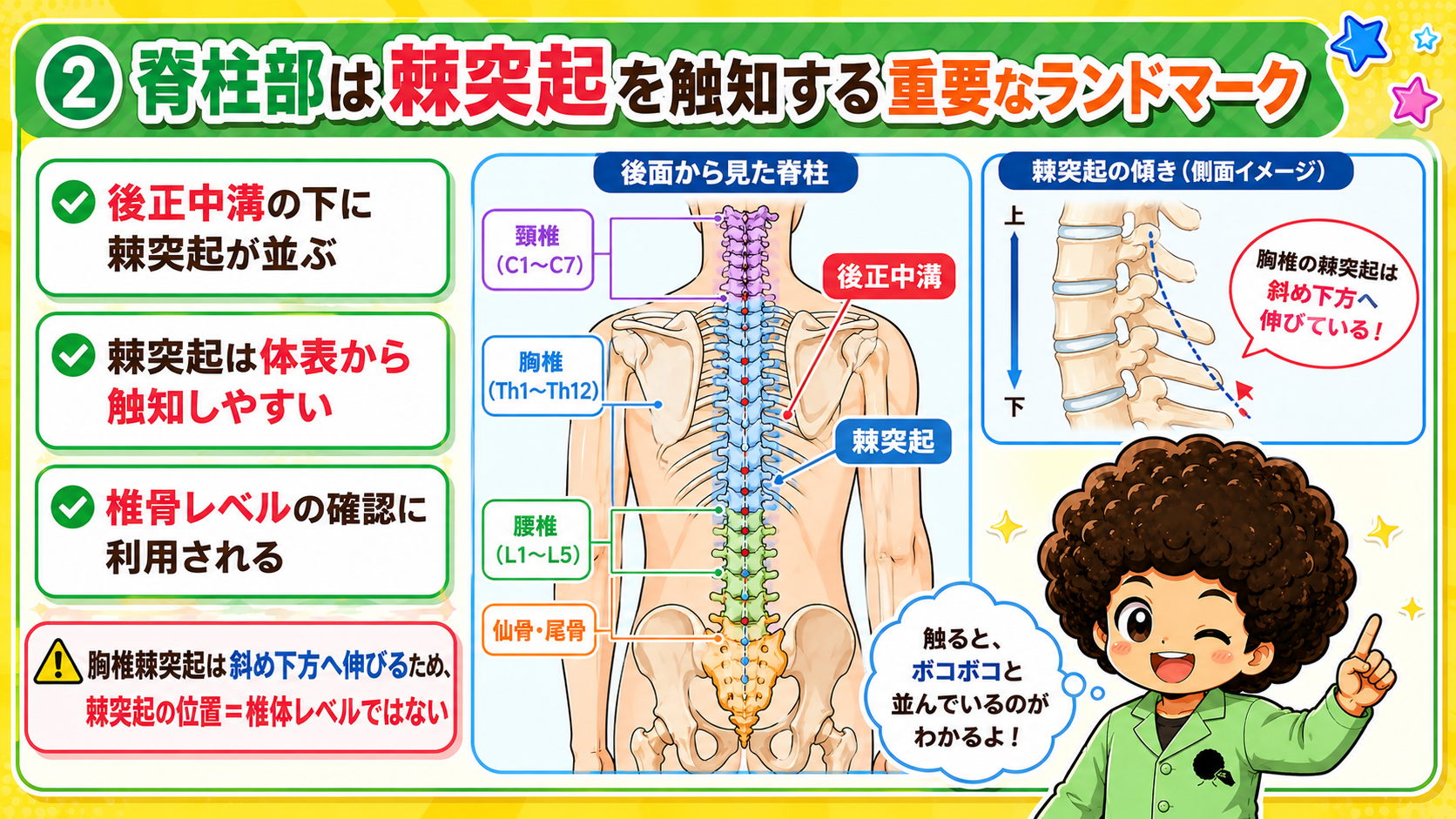 脊柱部は棘突起を触知する重要なランドマーク。胸椎棘突起は斜め下方へ伸びる