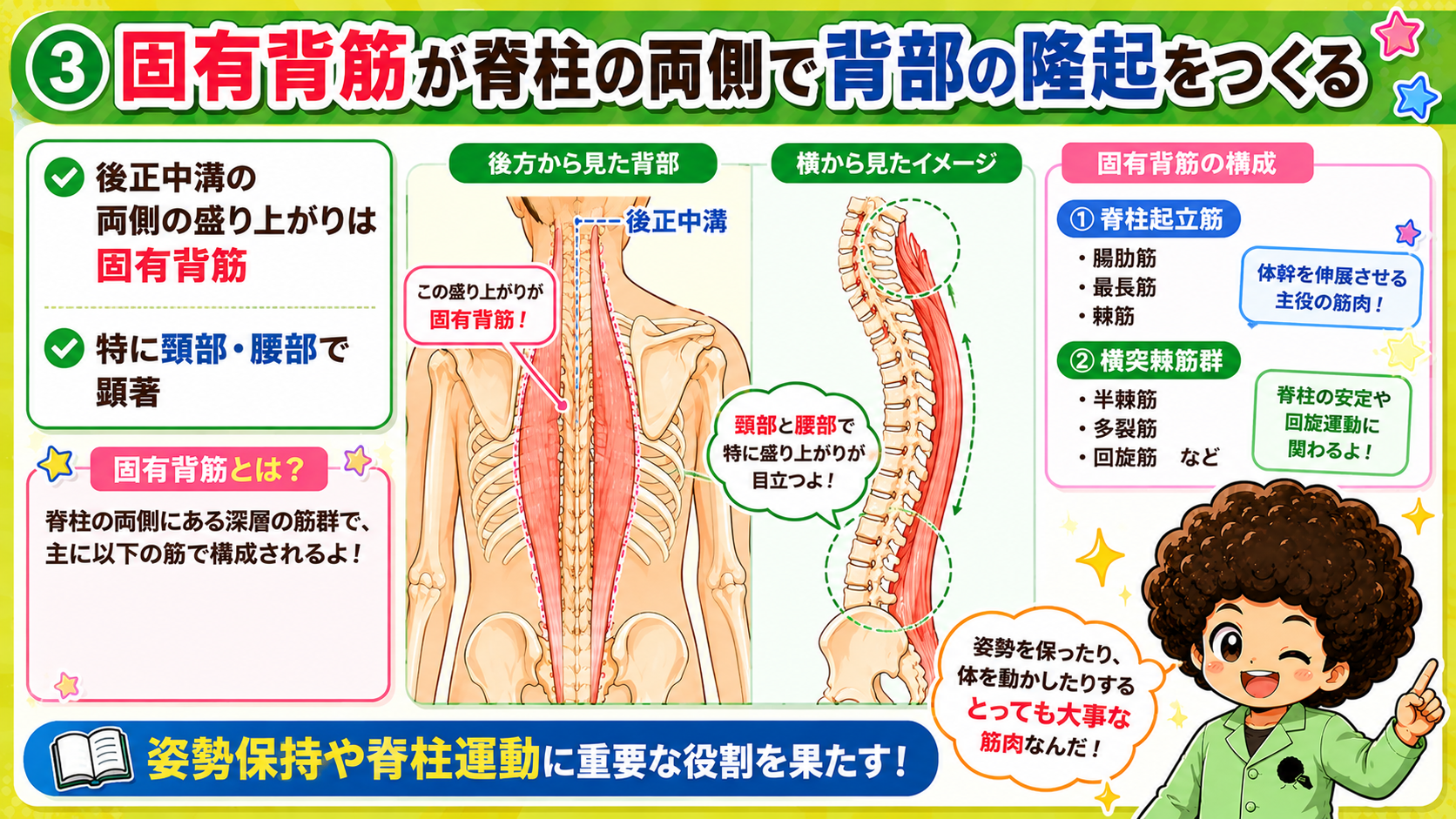 固有背筋が脊柱の両側で背部の隆起をつくる。脊柱起立筋と横突棘筋群から構成