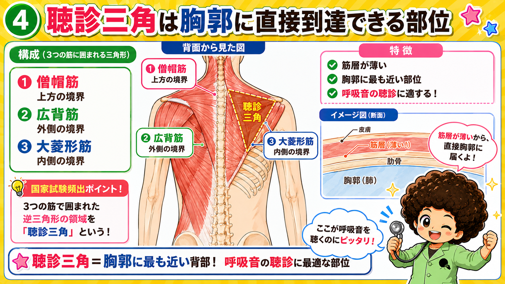 聴診三角は僧帽筋・広背筋・大菱形筋に囲まれ、胸郭に直接到達できる筋層の薄い部位